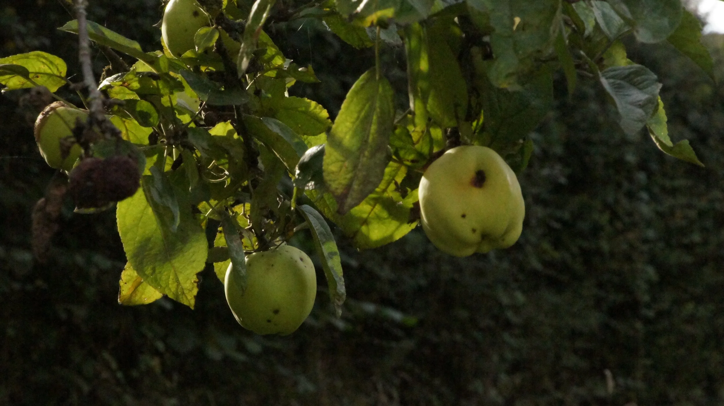 DSC07808.JPG