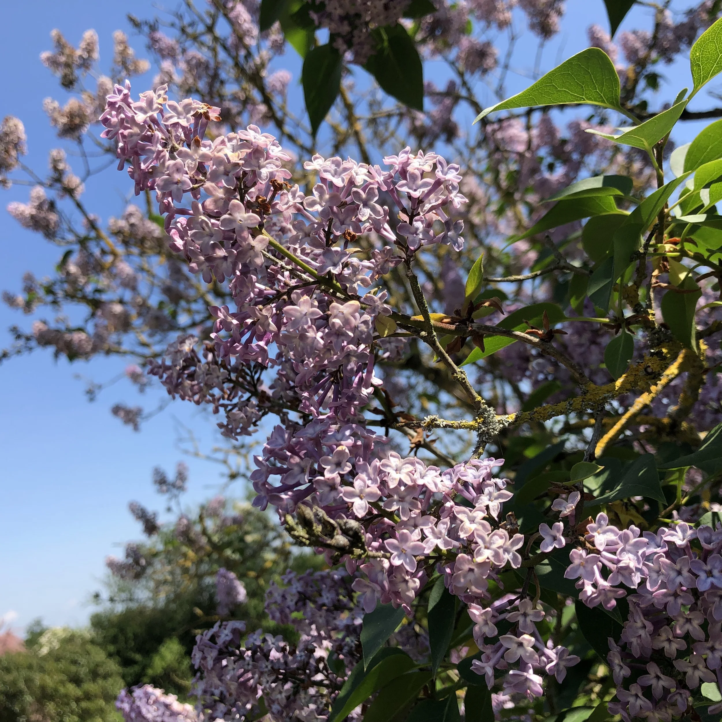 IMG_6065.jpeg