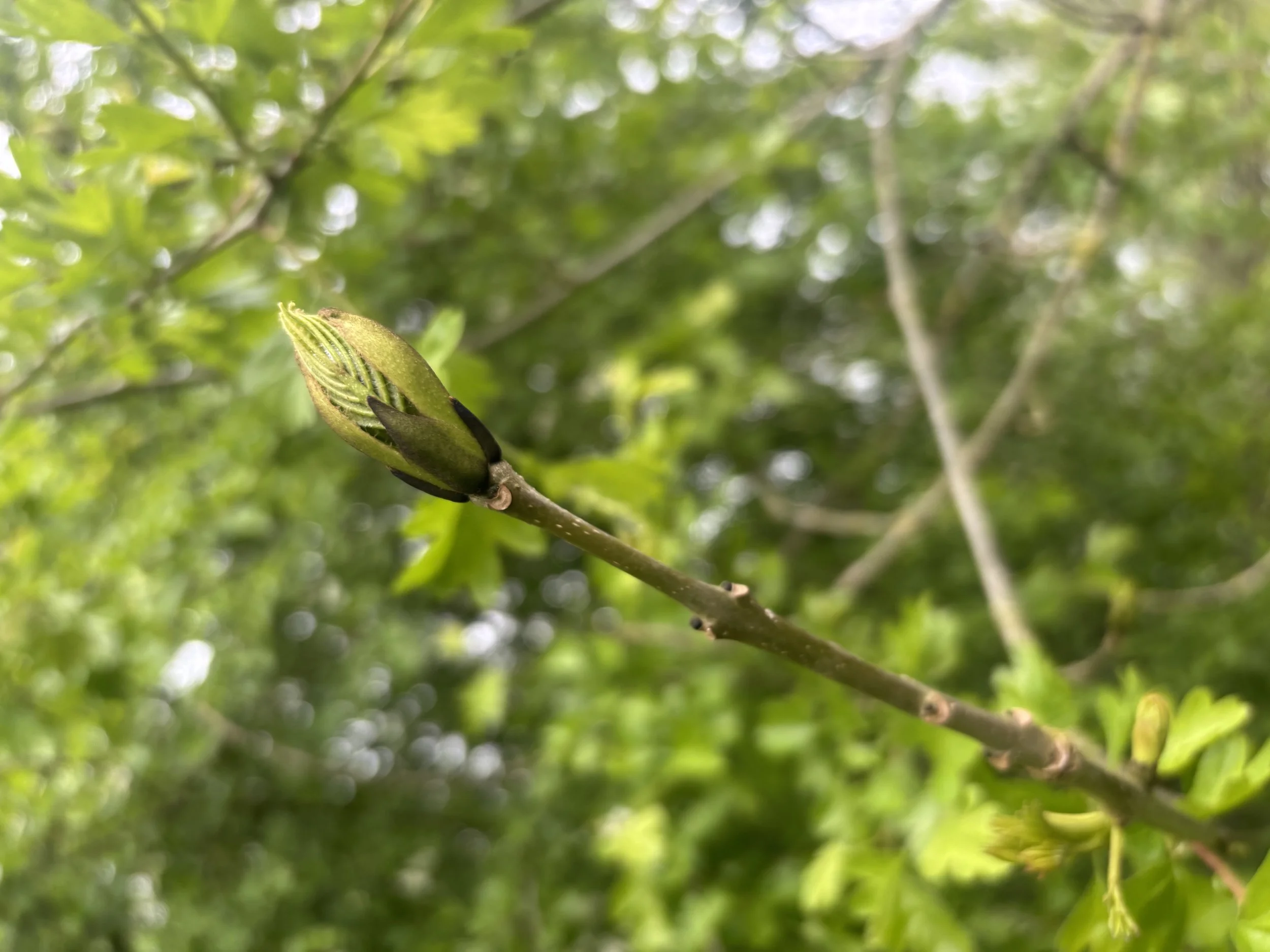 IMG_9084.jpeg