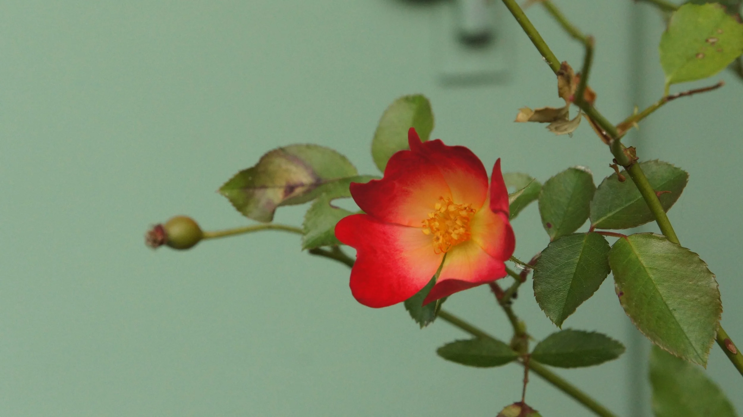 DSC00512.JPG