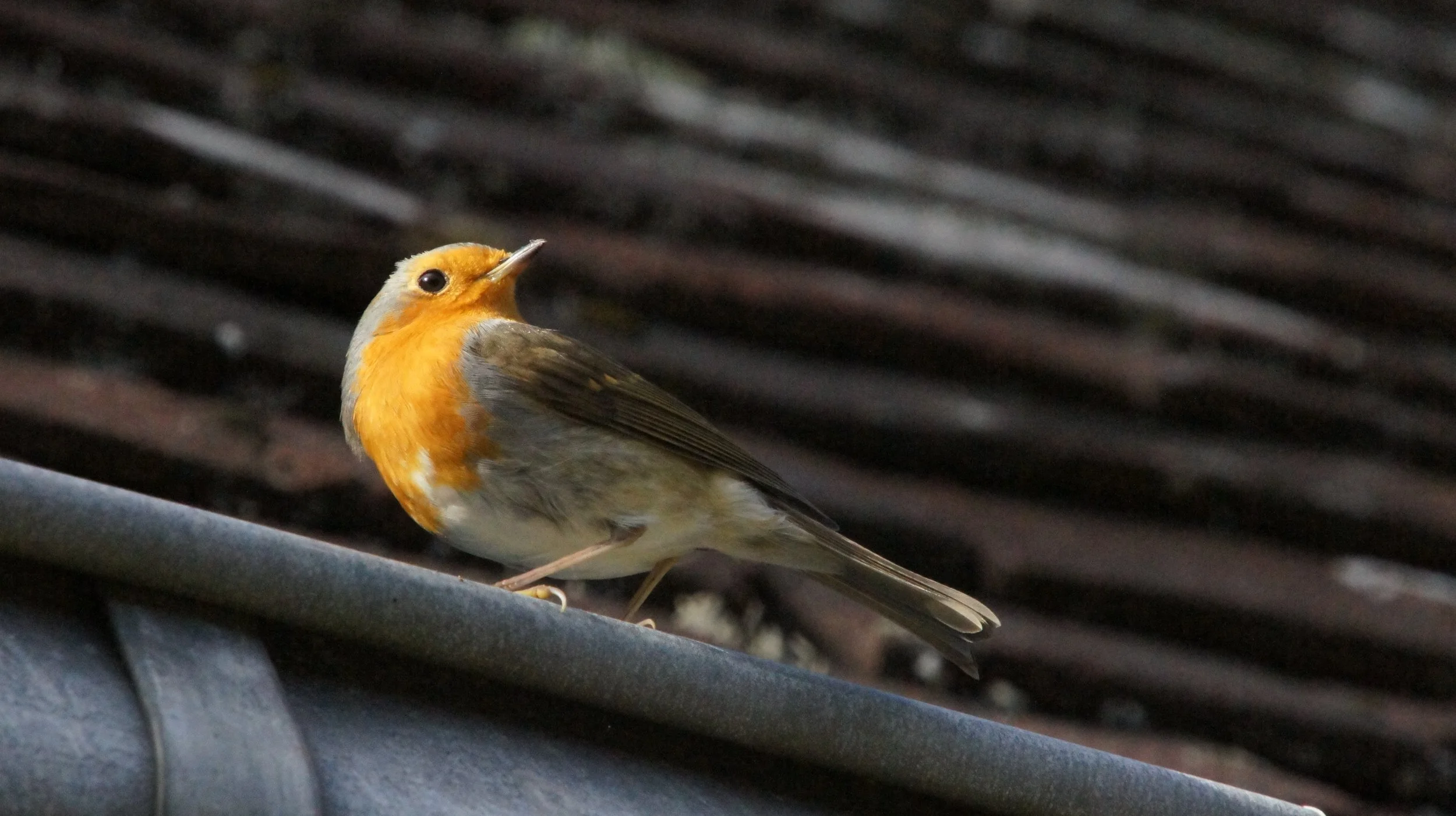 DSC03591.JPG