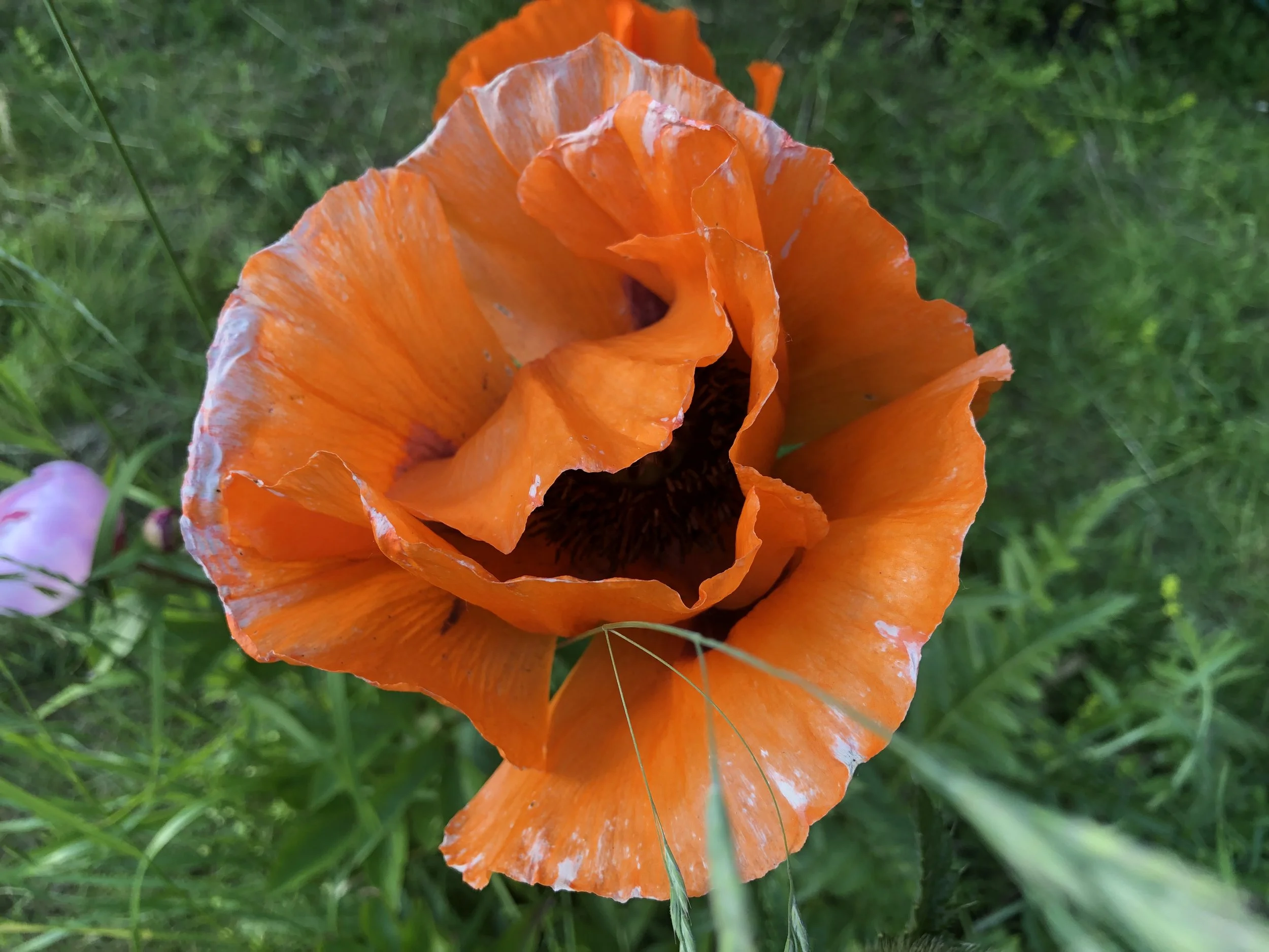 IMG_5106.jpeg