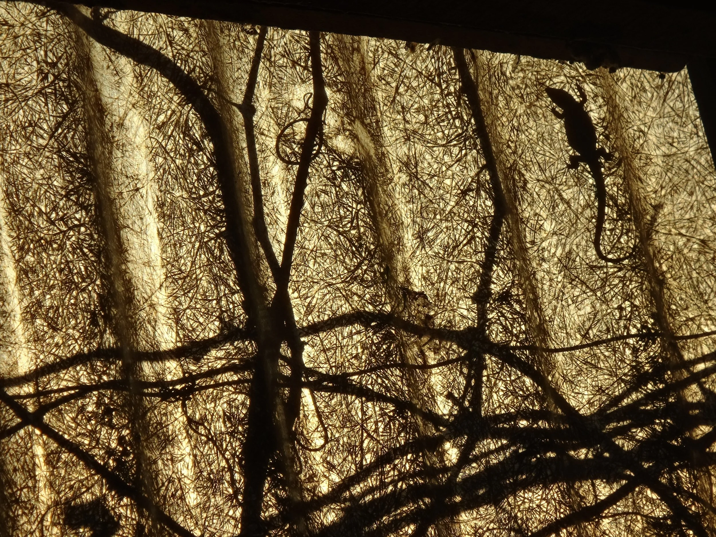 DSC00551.jpg