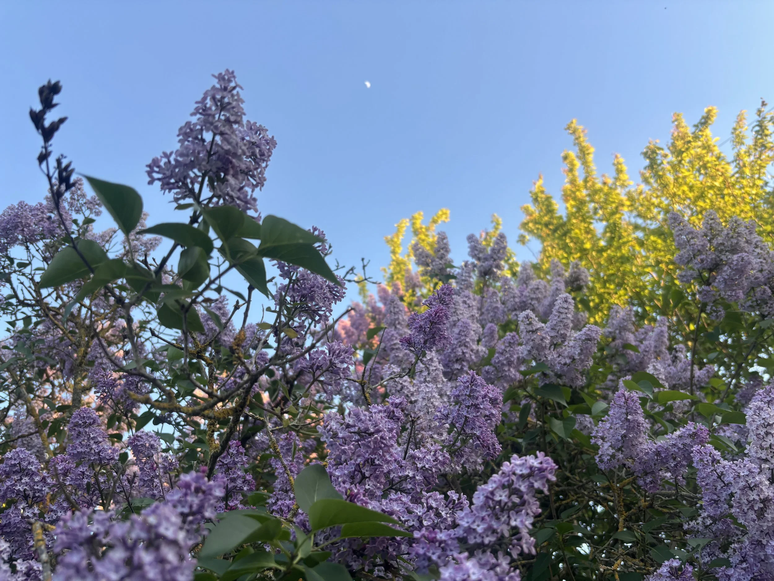 IMG_9358.jpeg