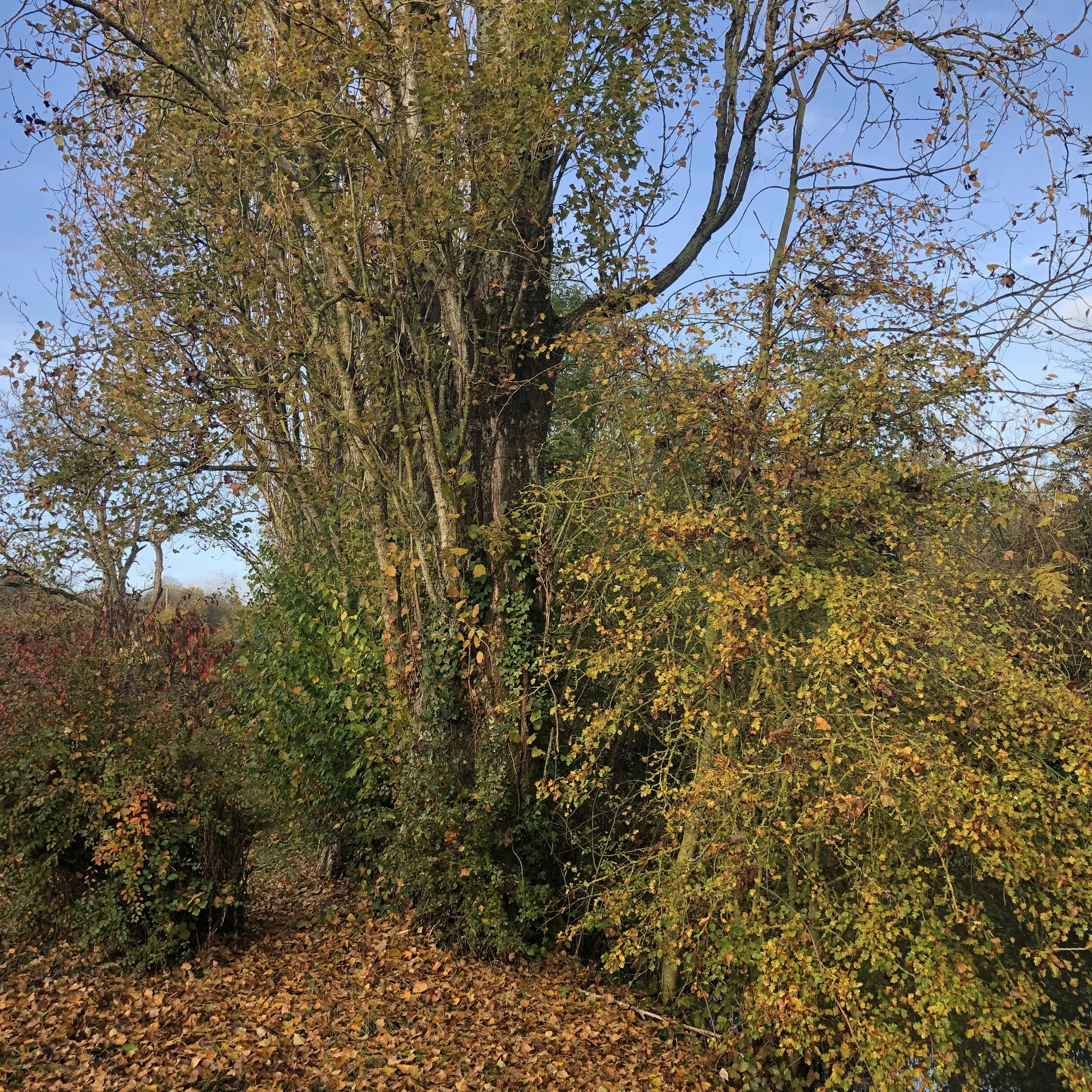 IMG_0913.jpeg