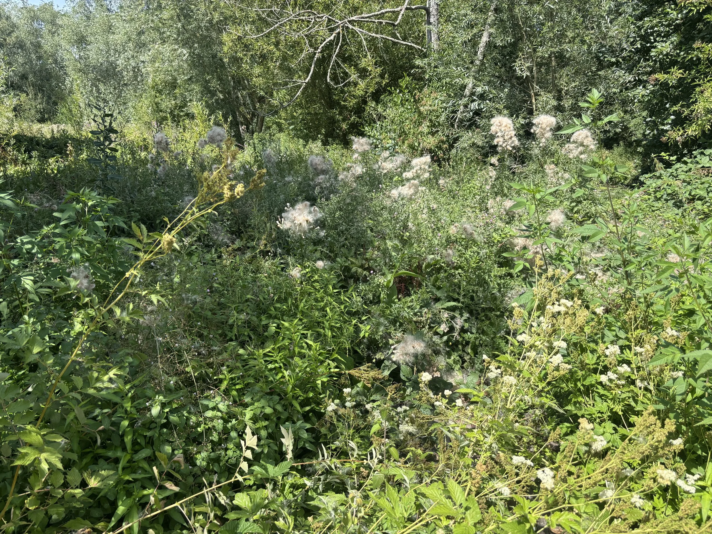 IMG_7485.jpeg