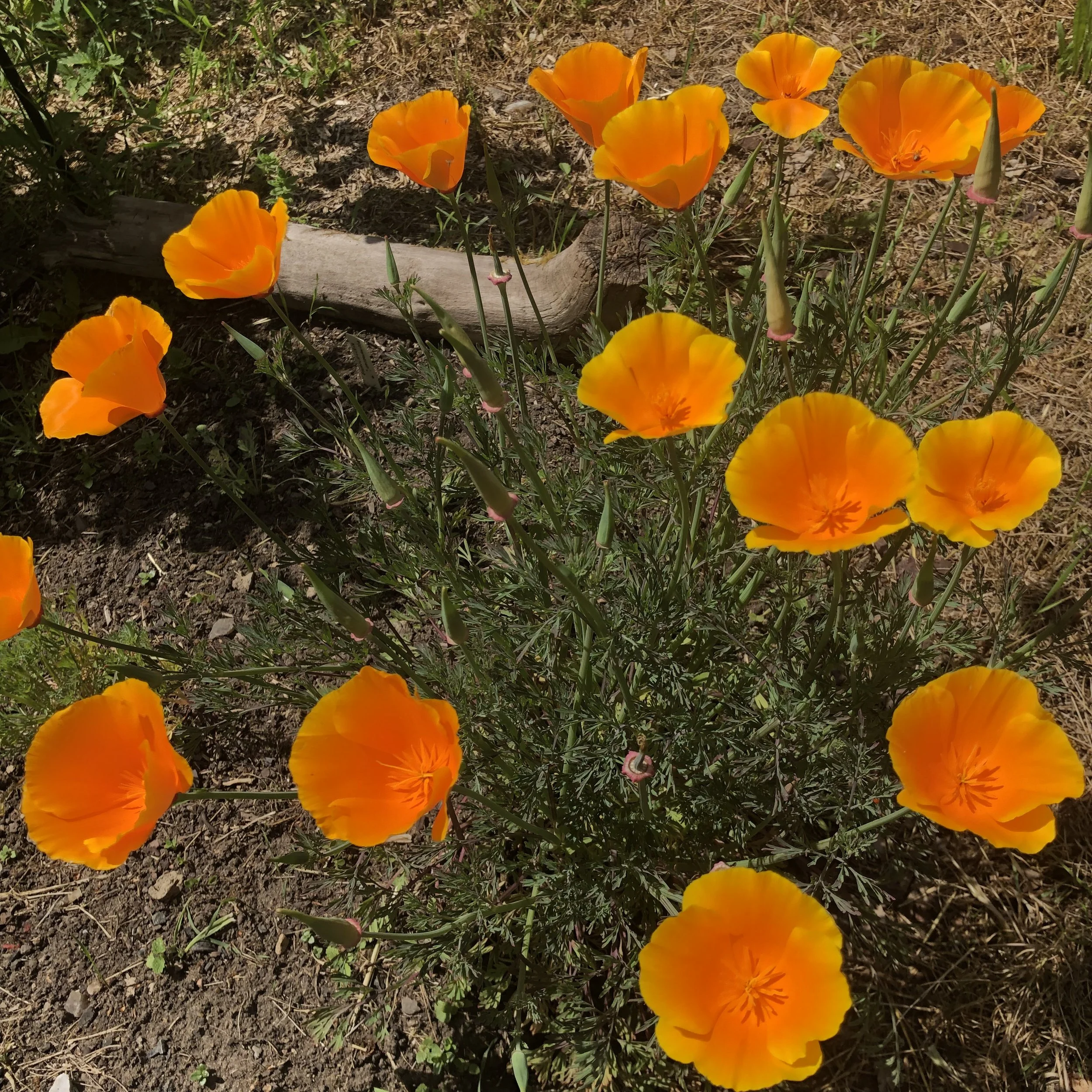 IMG_6398.jpeg