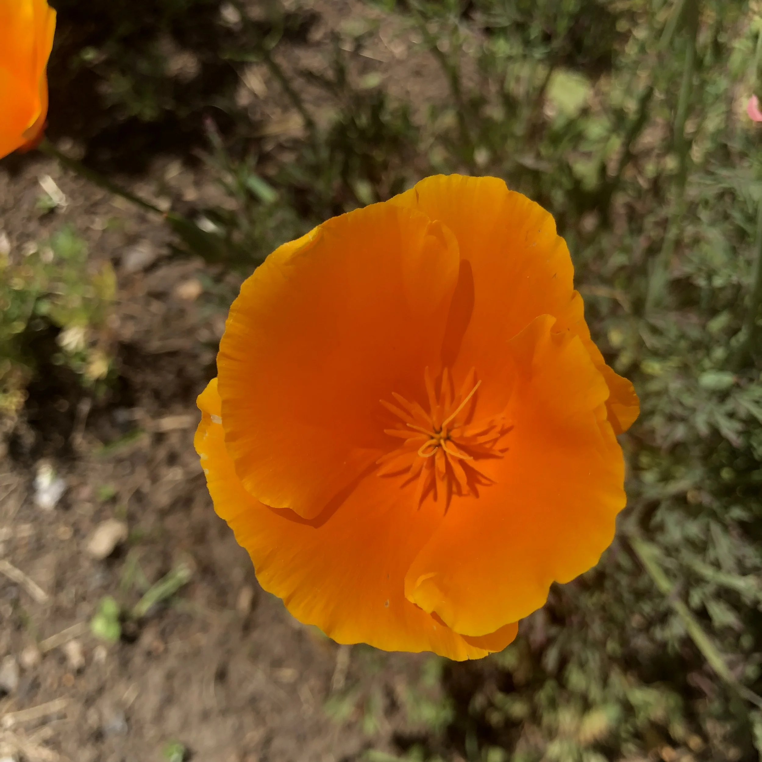 IMG_6399.jpeg