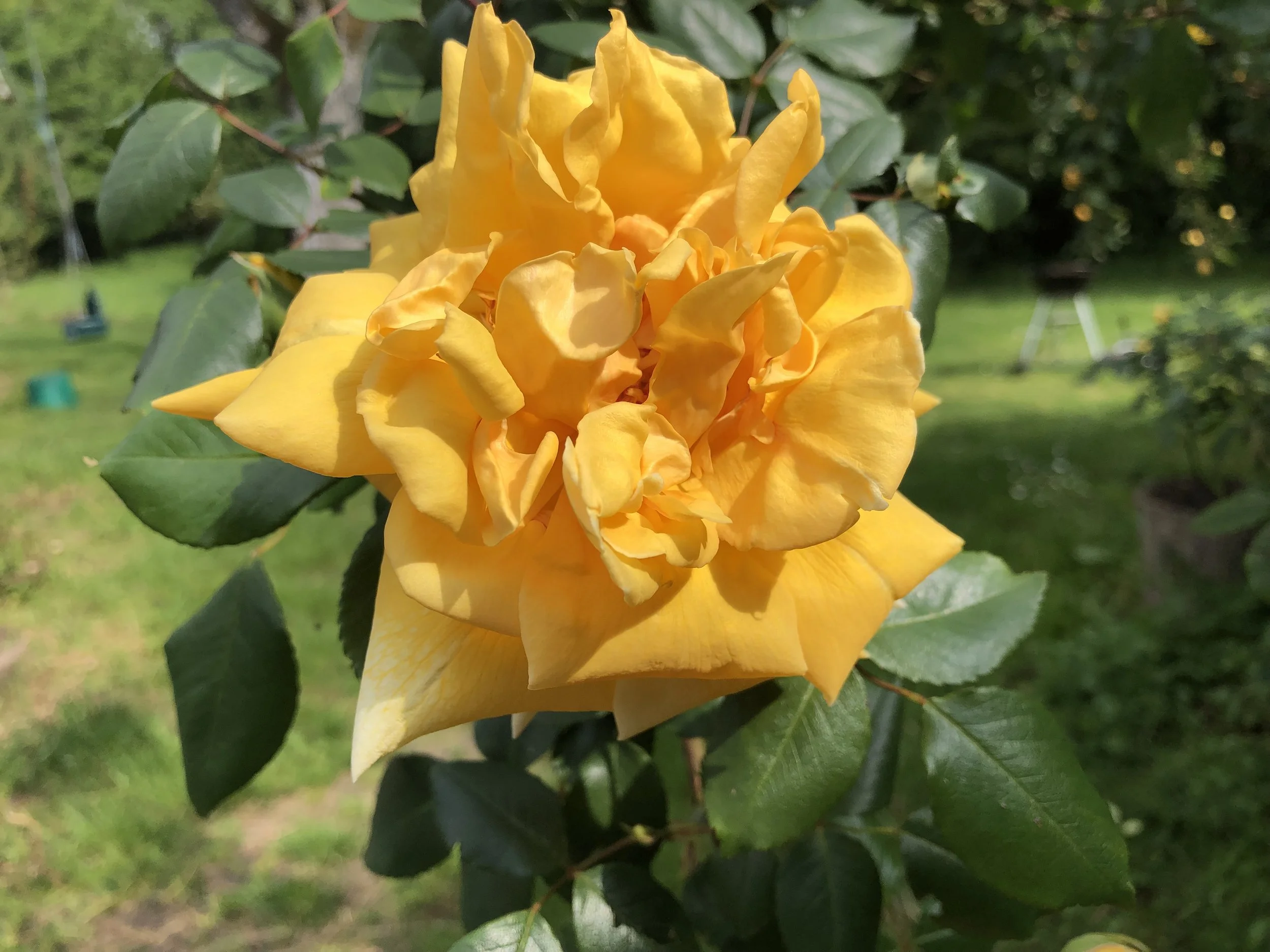 IMG_4973.jpeg