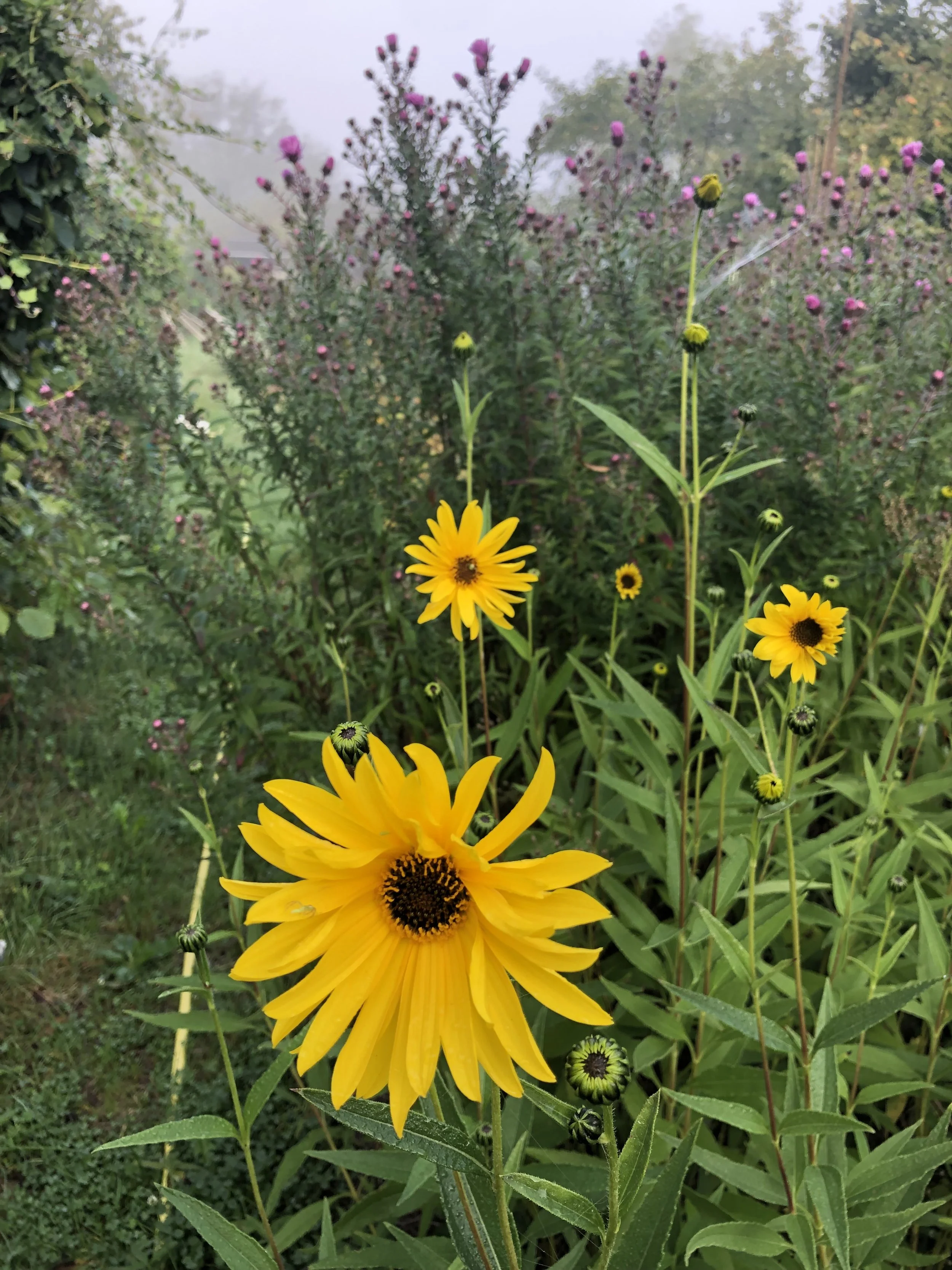 IMG_4151.jpeg