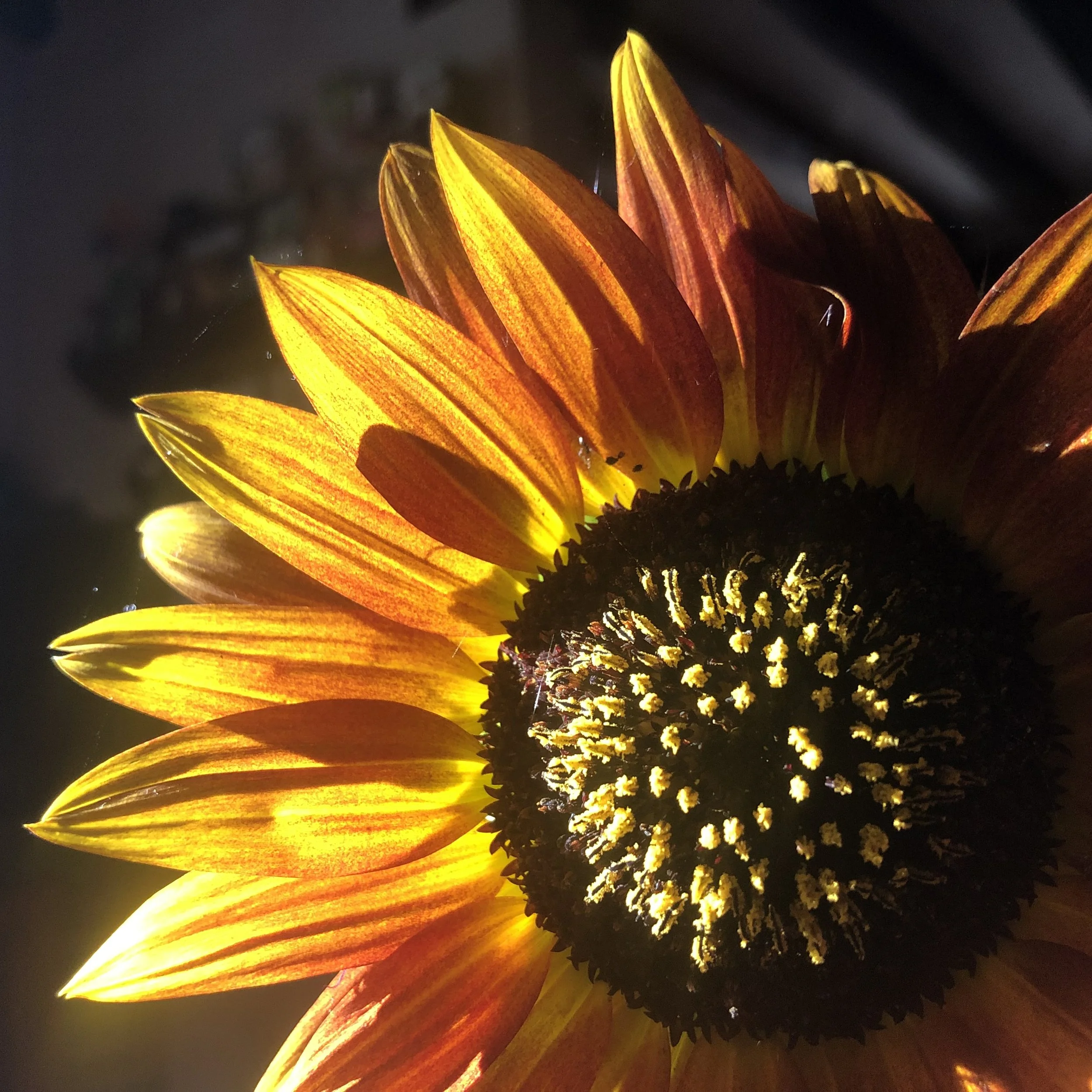 IMG_0069.jpeg