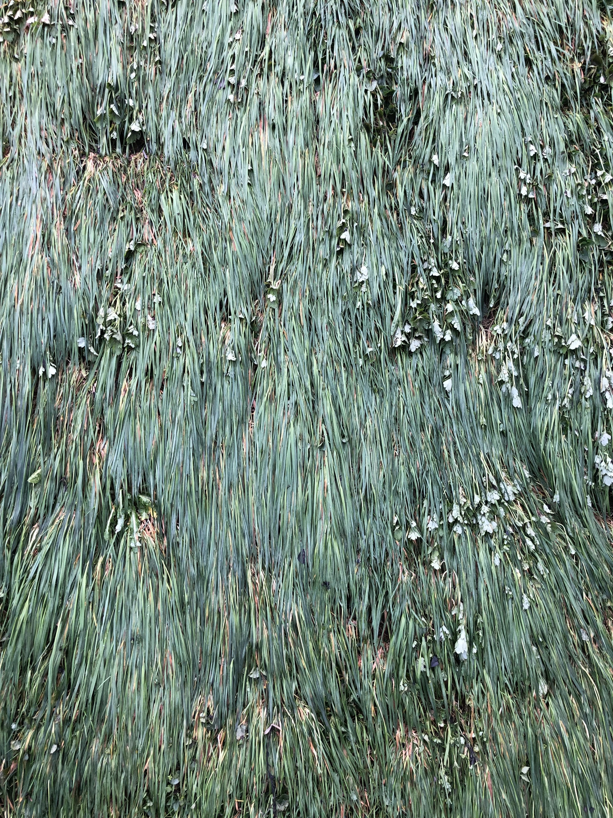 IMG_0666.jpeg