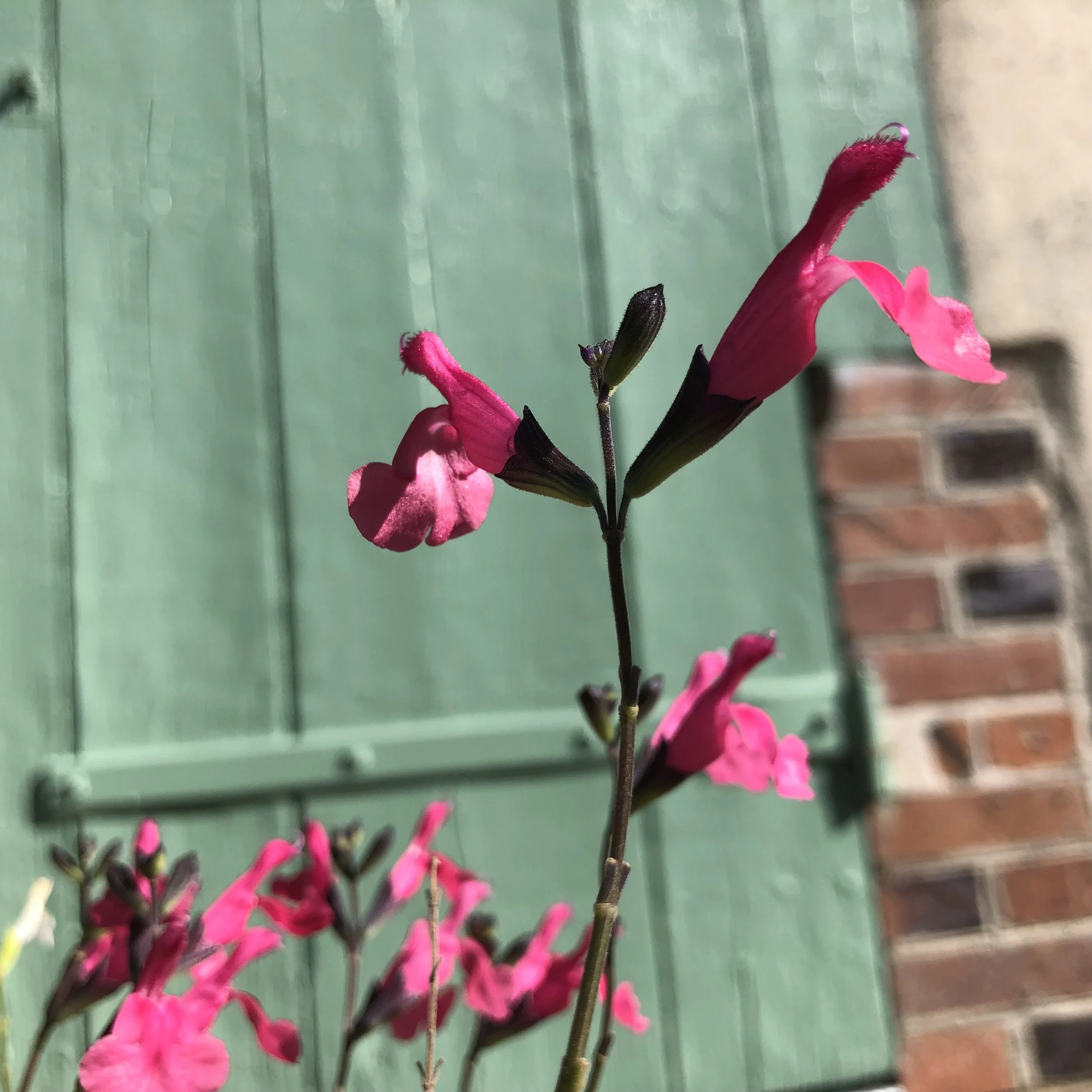 IMG_3866.jpeg