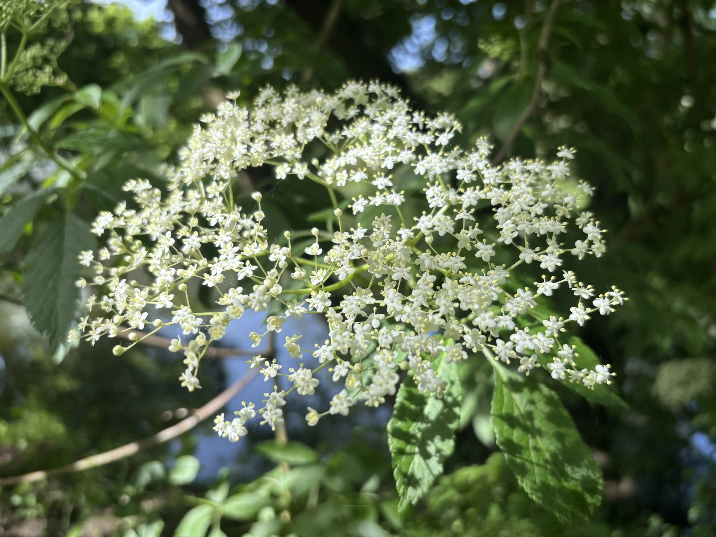 IMG_0051.jpeg