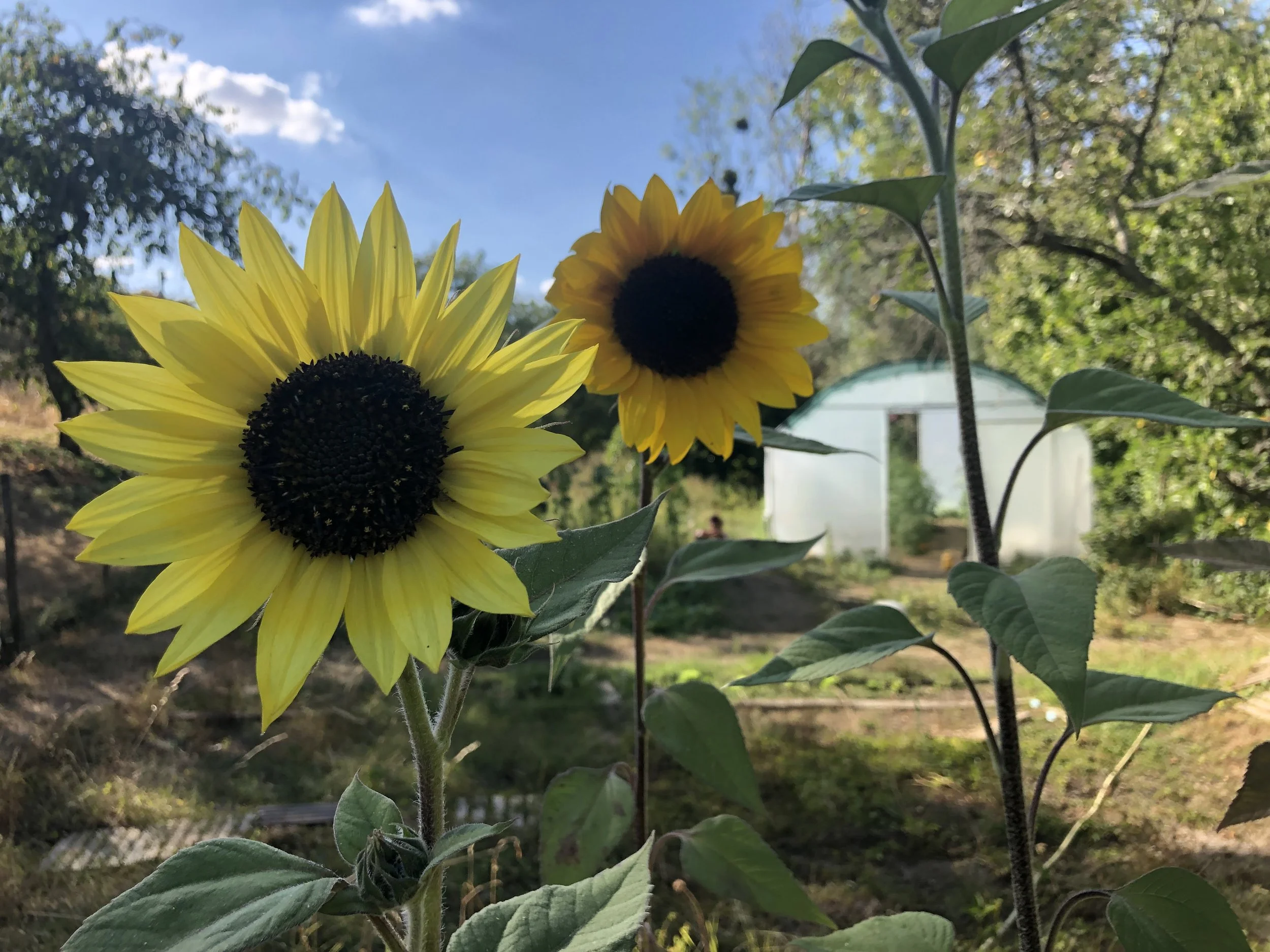 IMG_9706.jpeg
