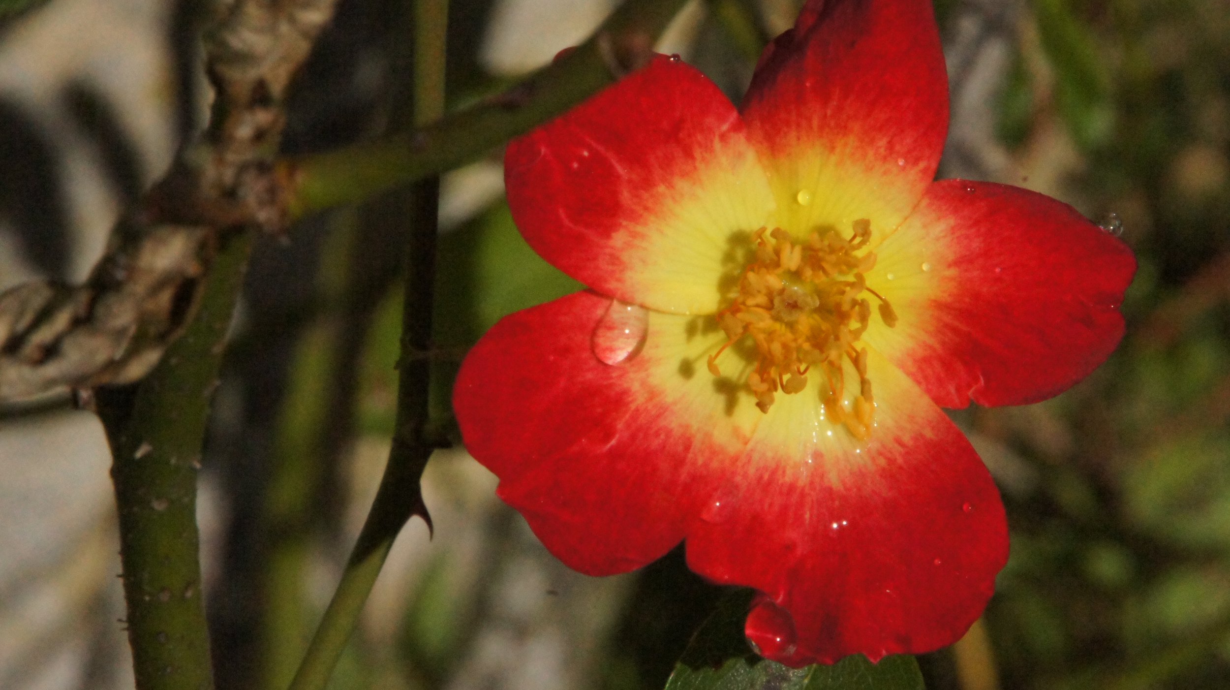 DSC07470.JPG