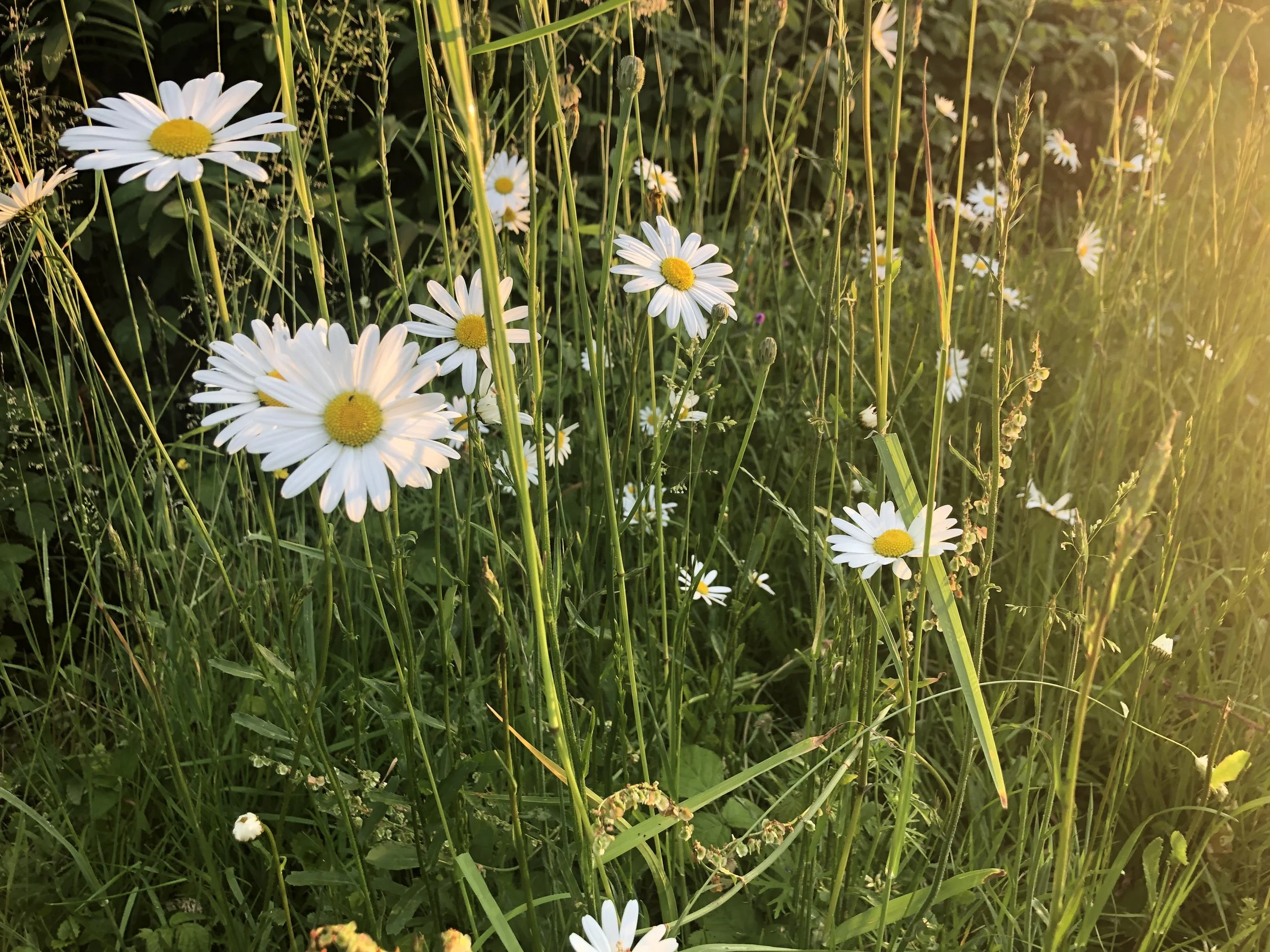 IMG_5290.jpeg
