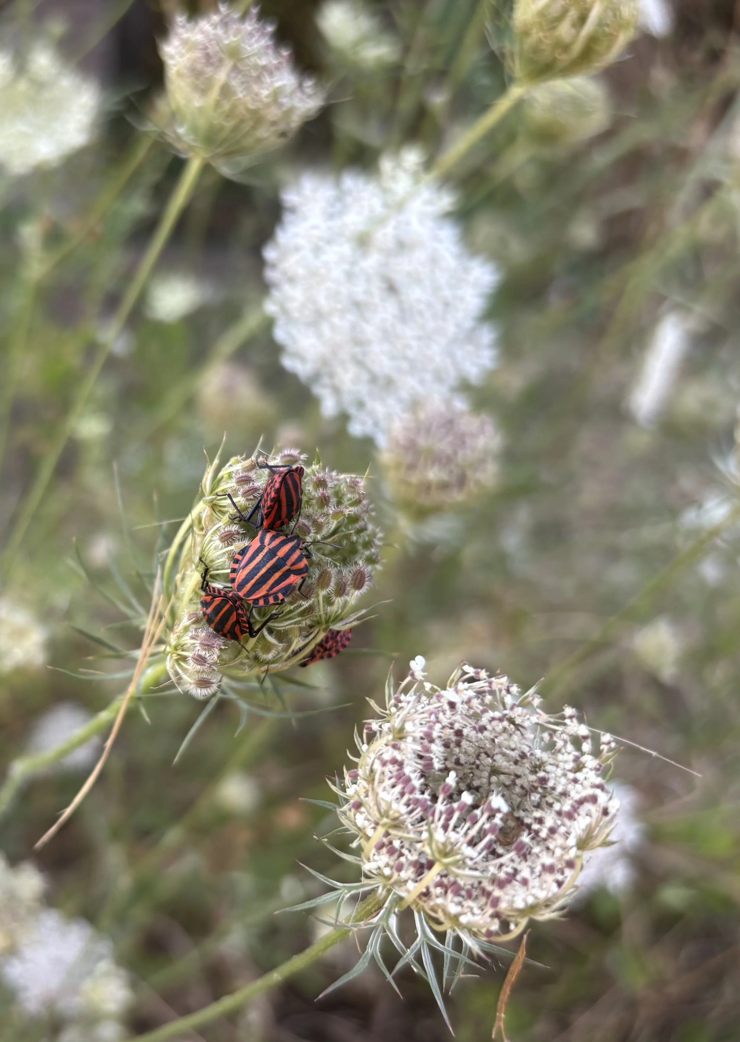 IMG_7435.jpeg