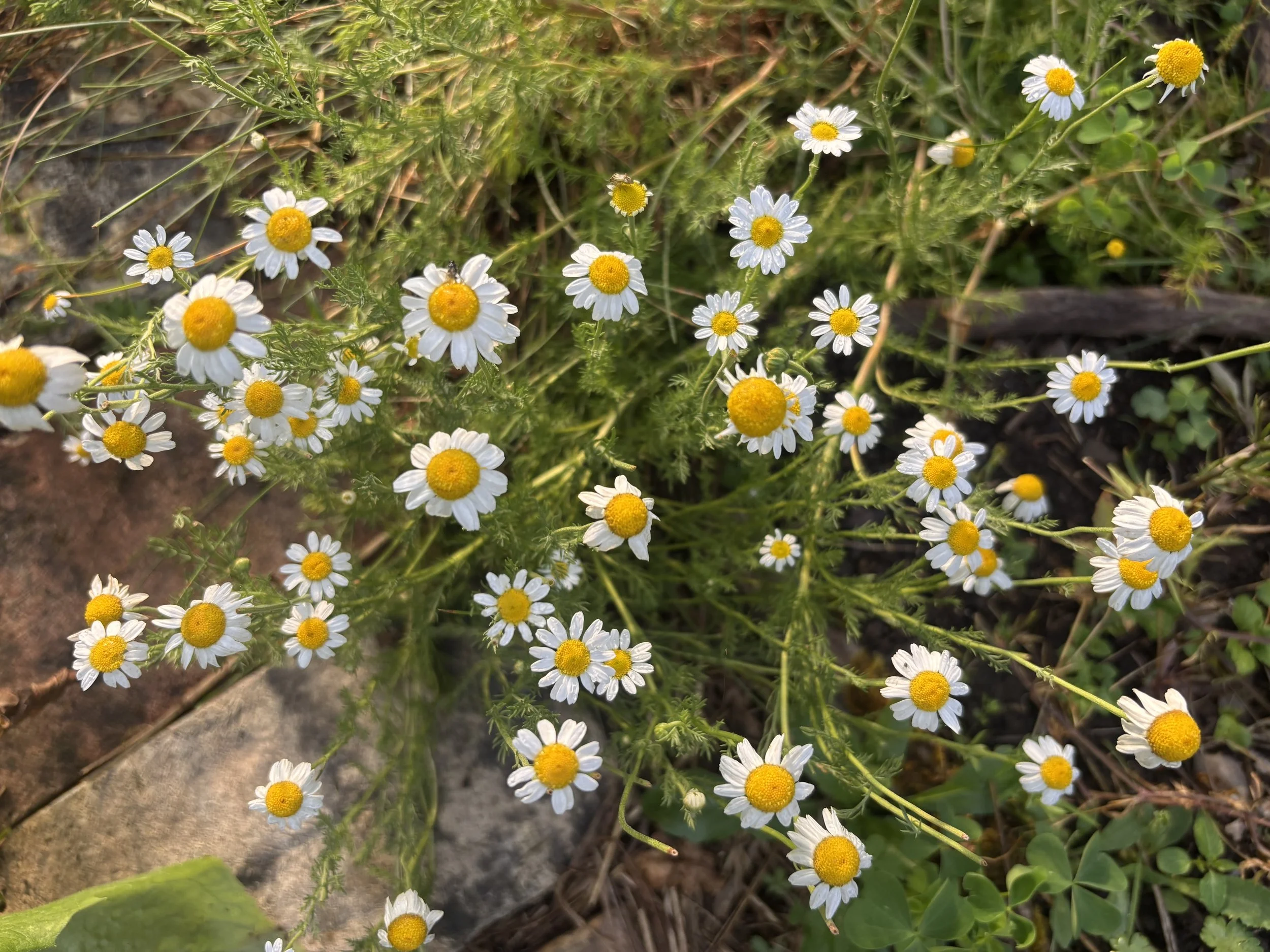 IMG_1172.jpeg
