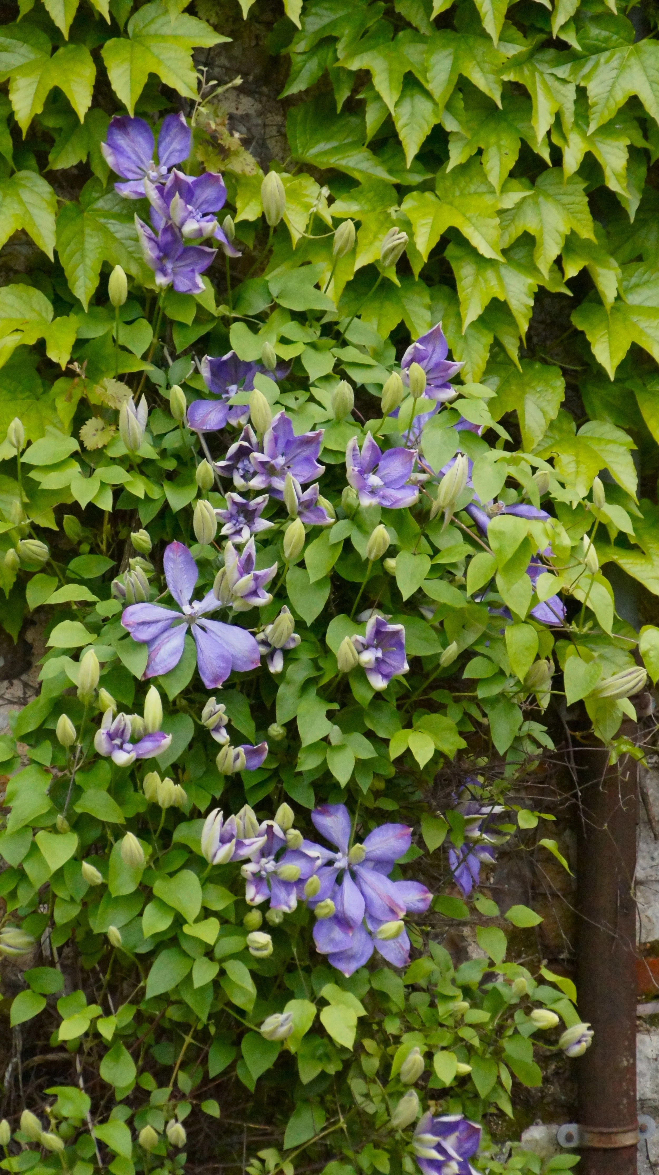 DSC06599.JPG