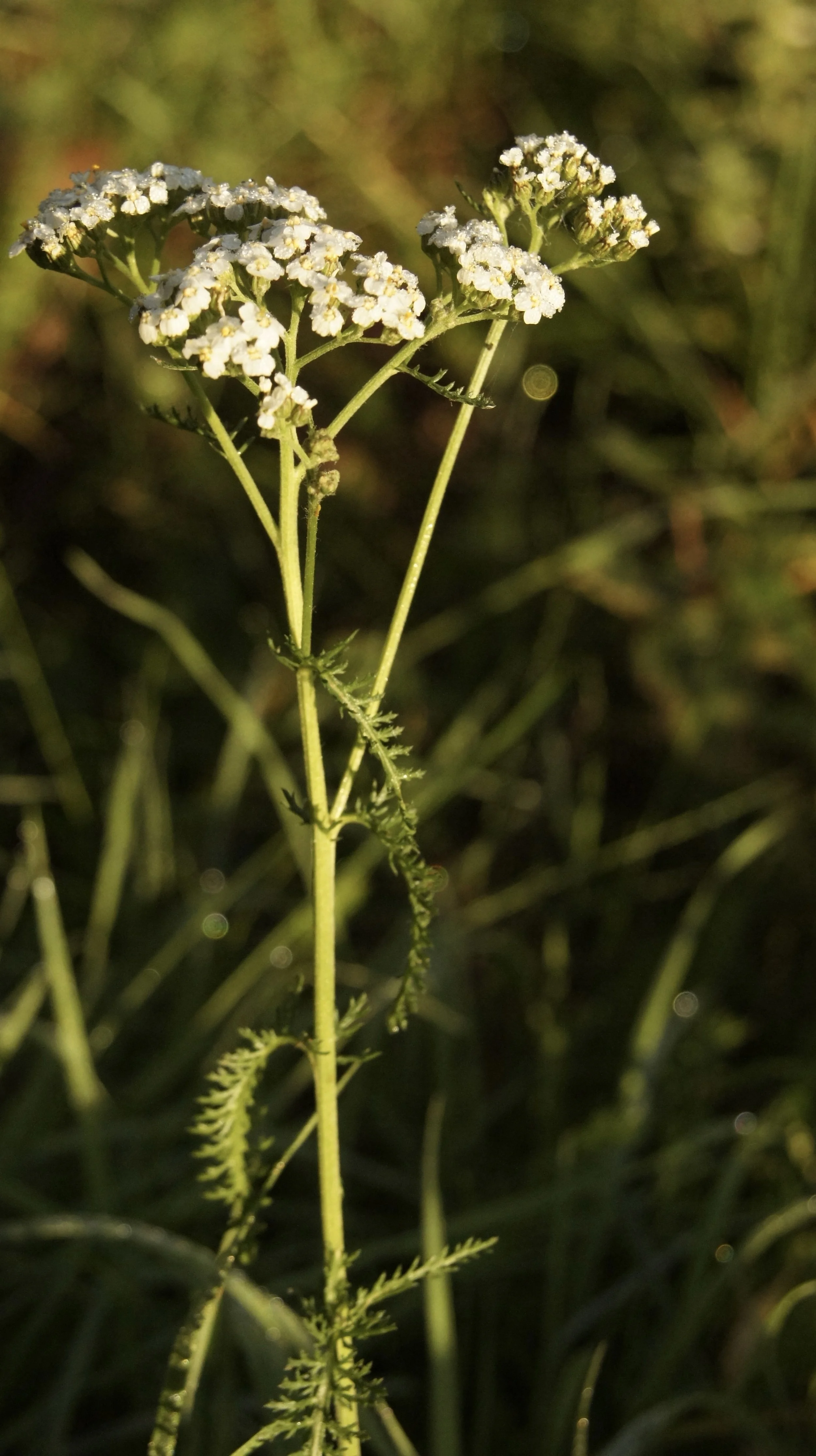 DSC00464.JPG