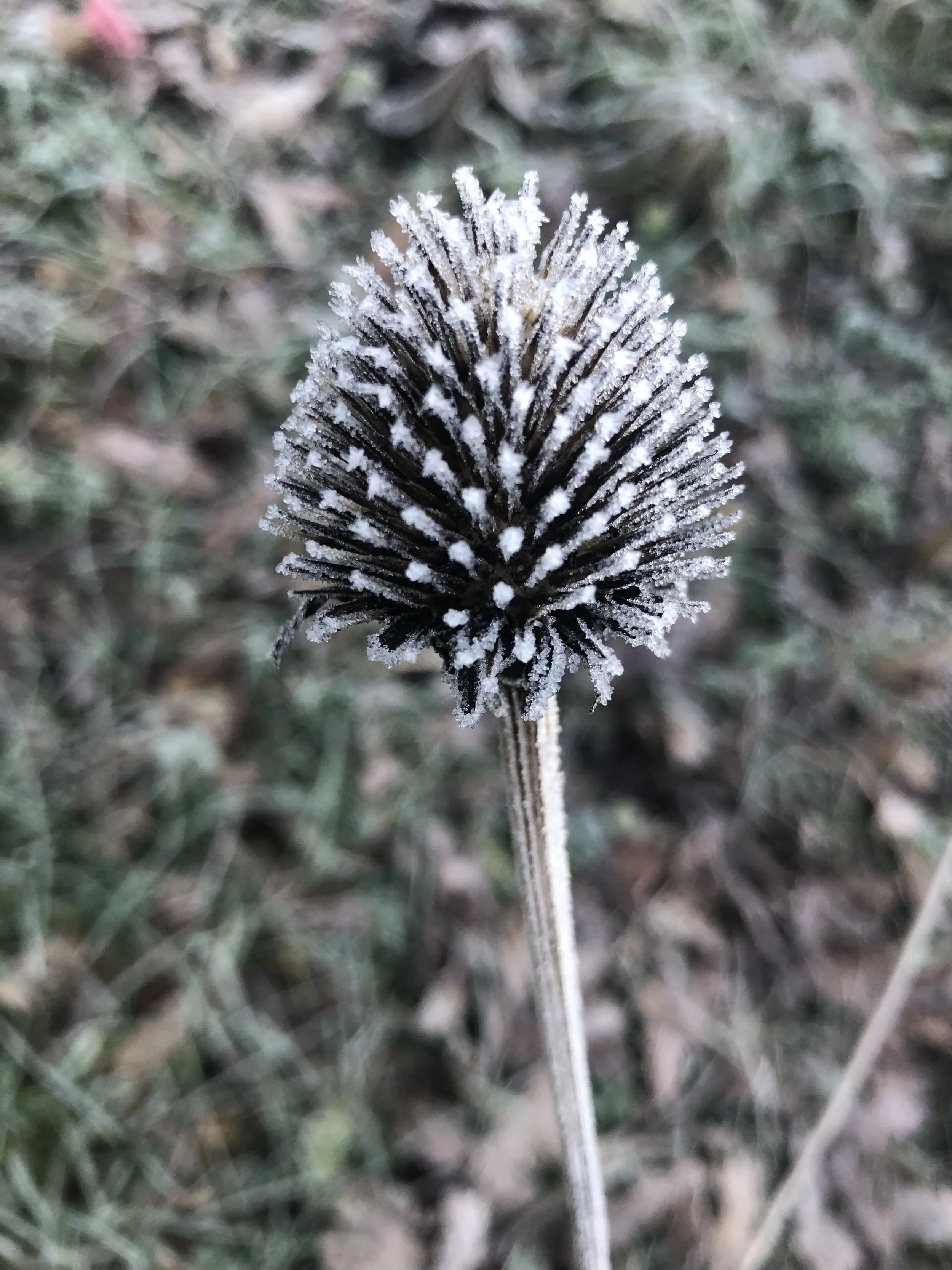 IMG_8027.jpeg