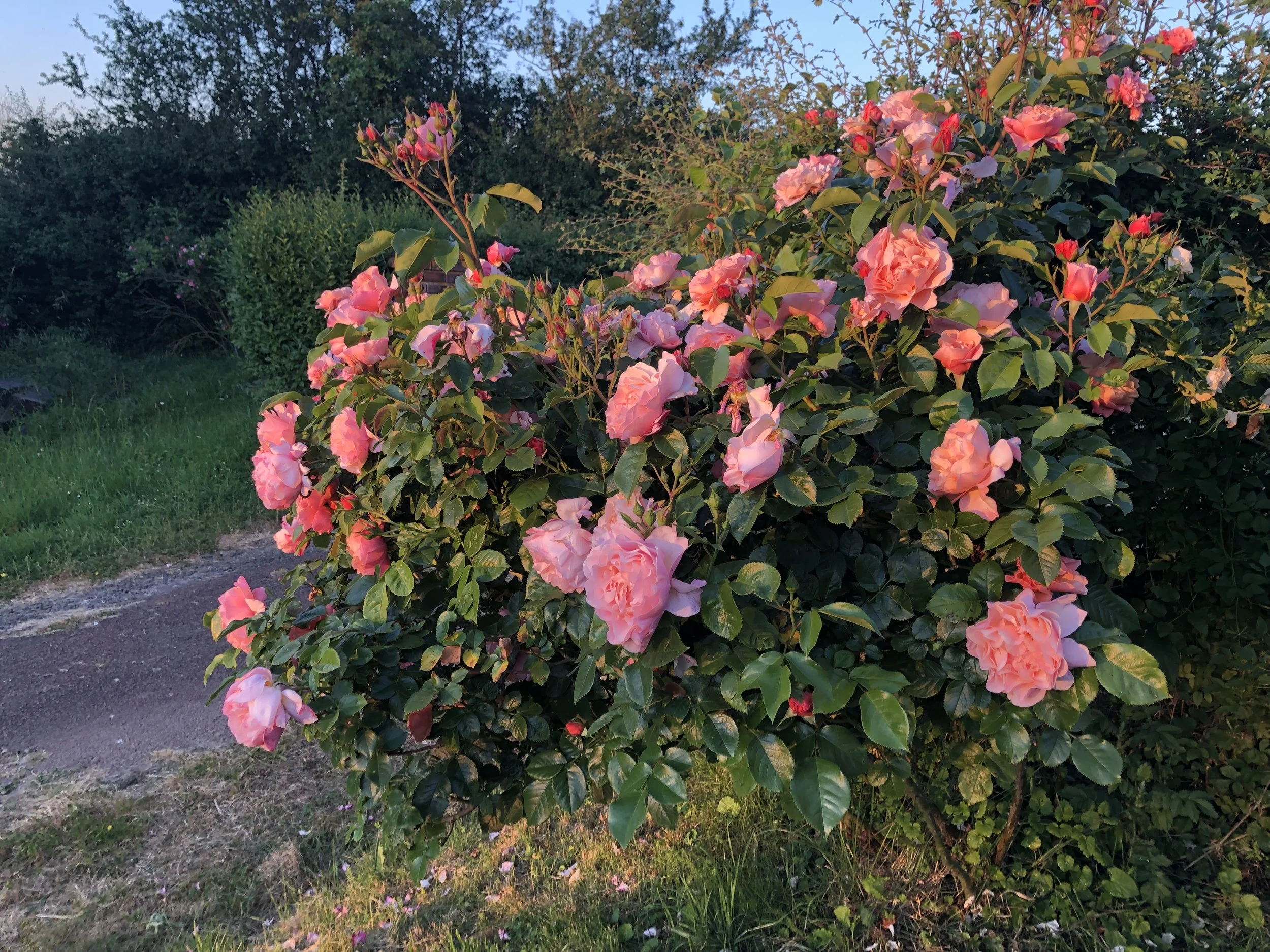 IMG_5152.jpeg