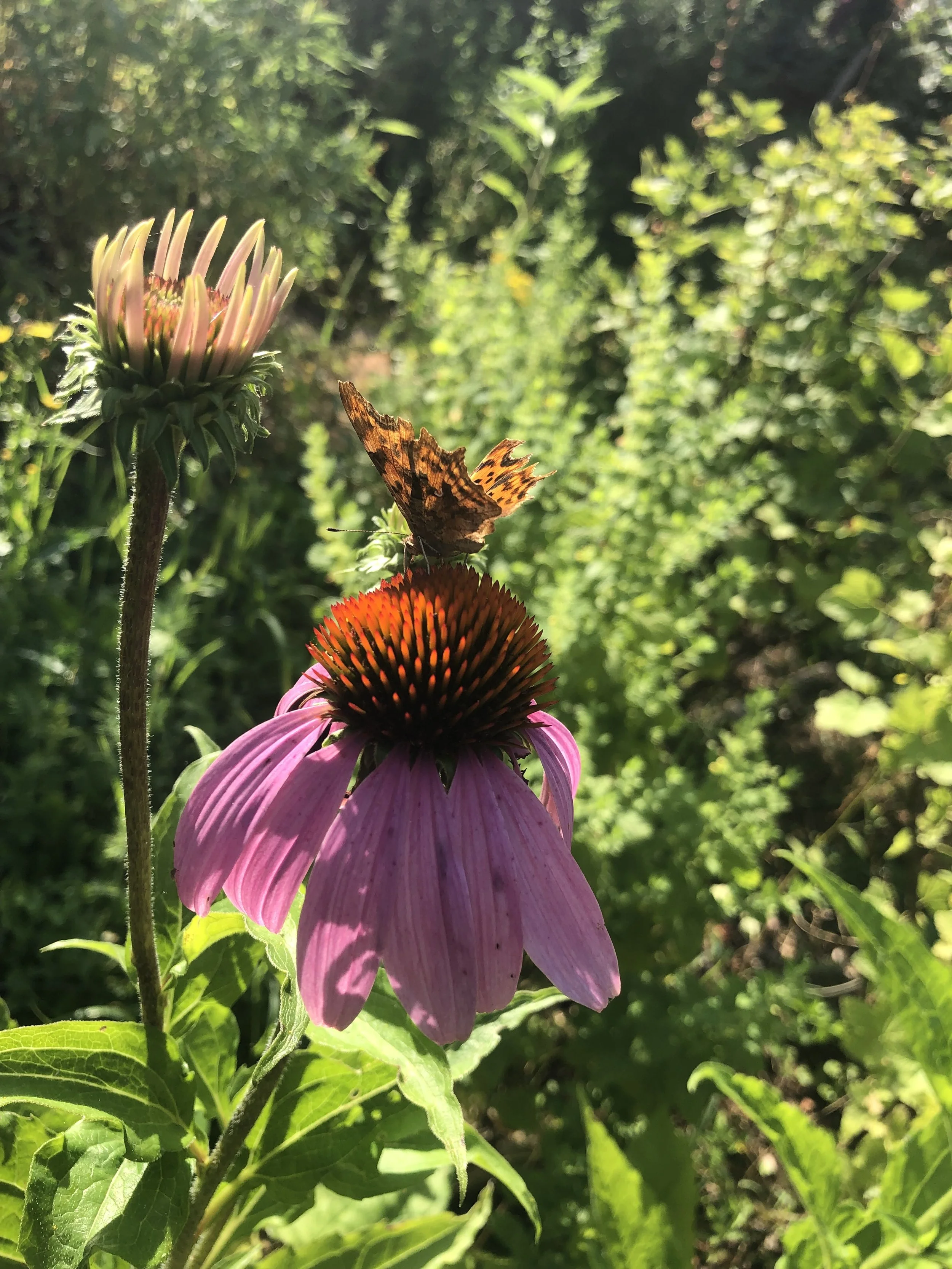 IMG_1194.jpeg