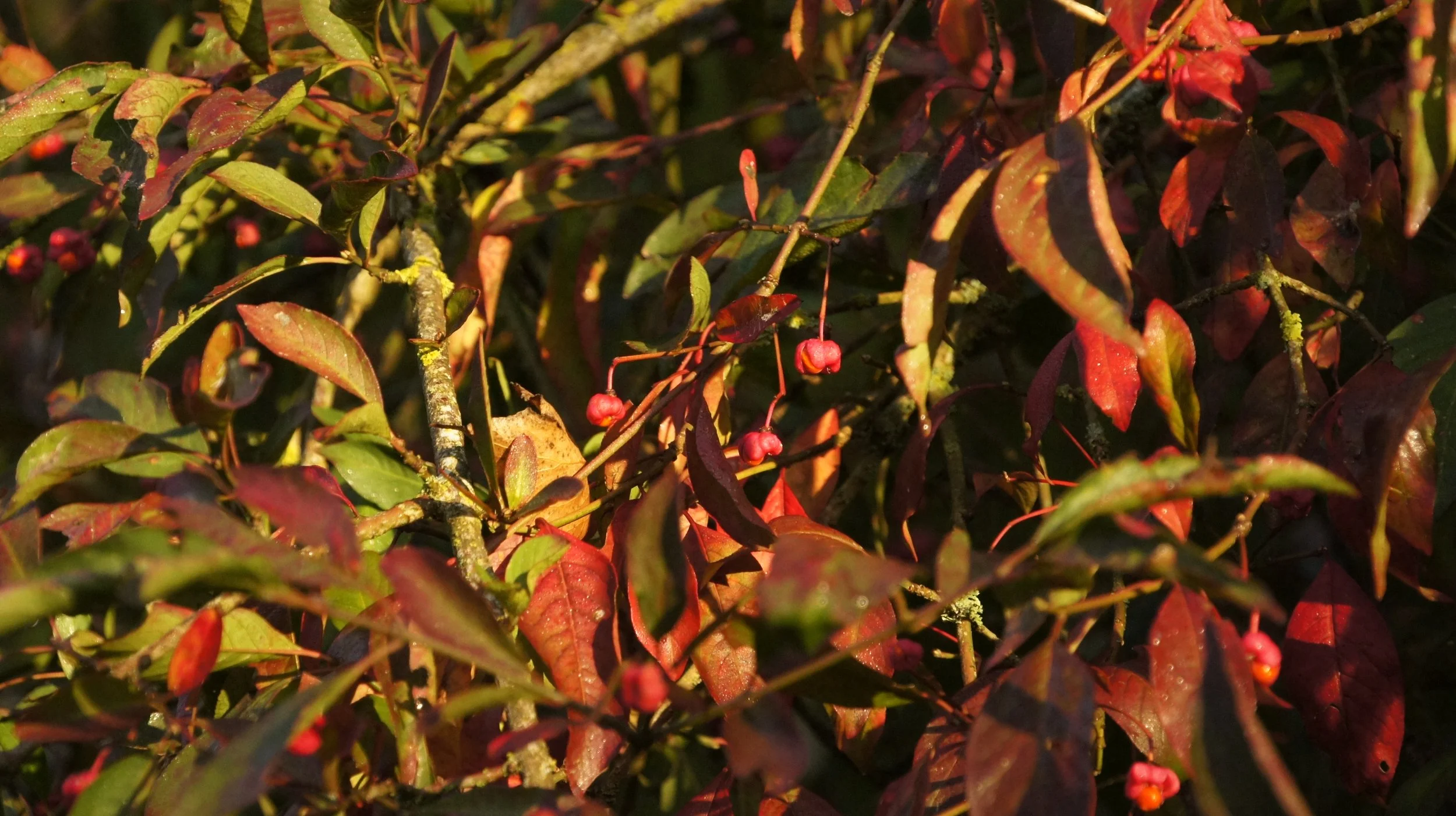 DSC00452.JPG