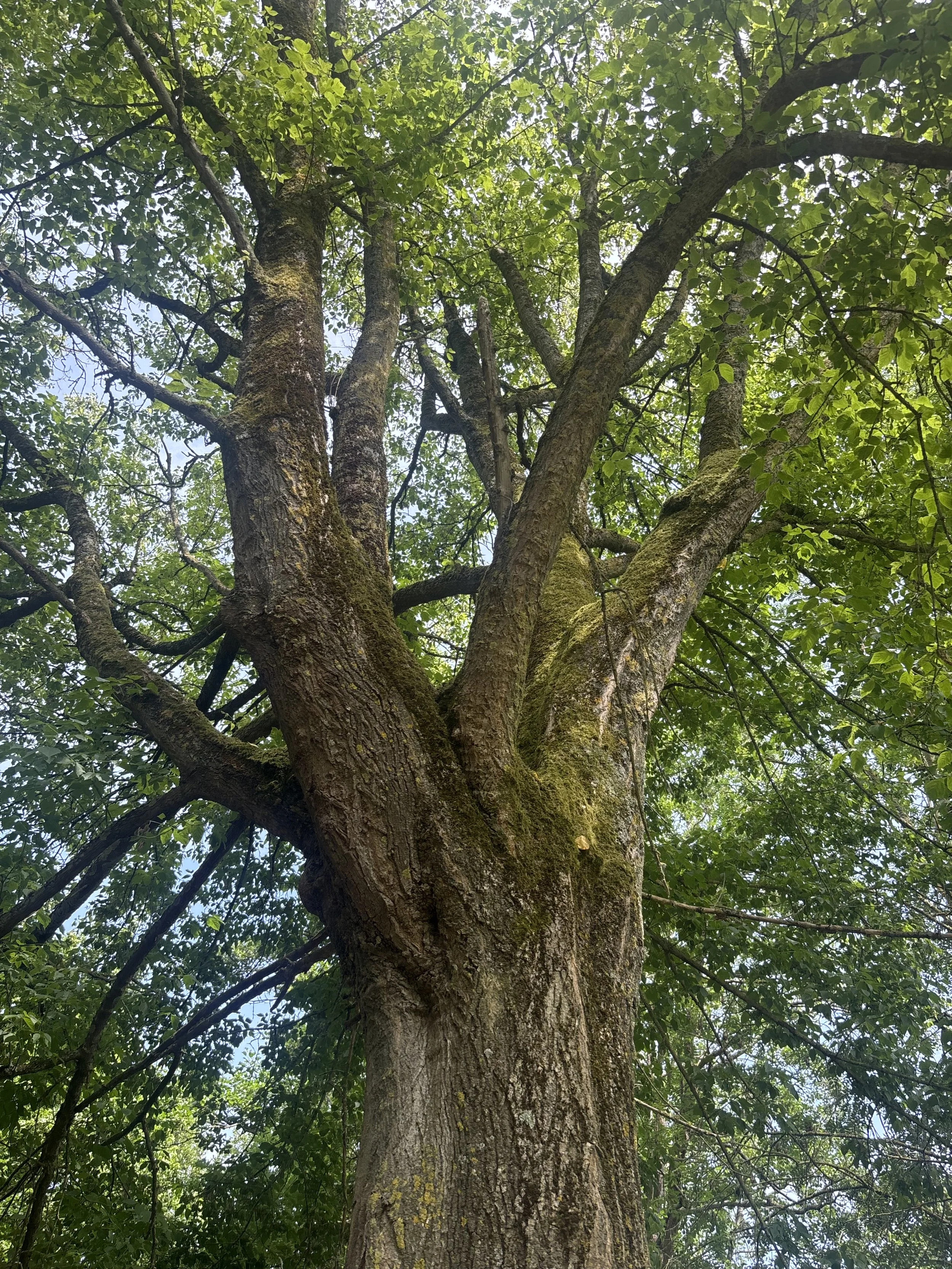 IMG_0353.jpeg