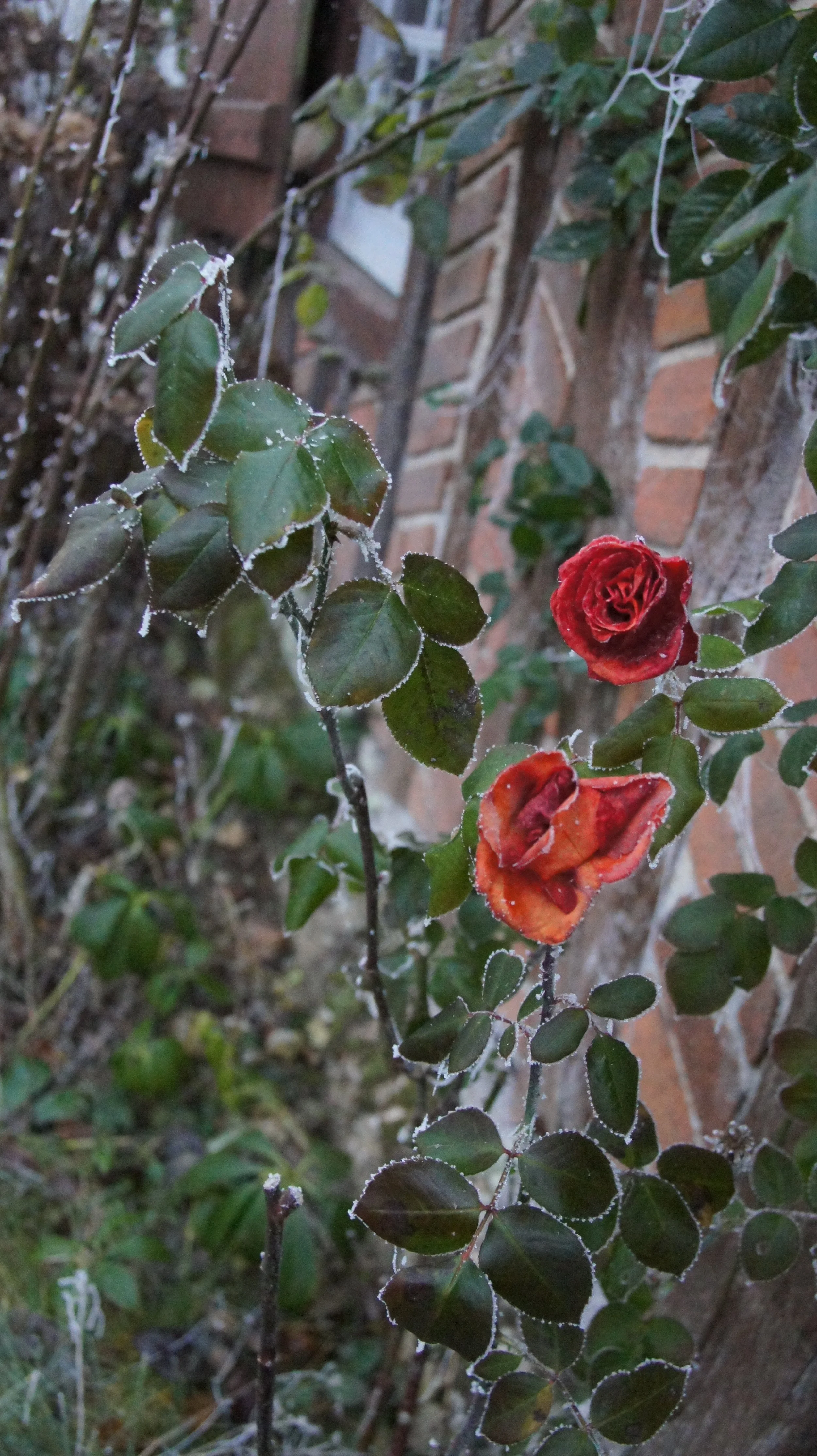 DSC03786.JPG