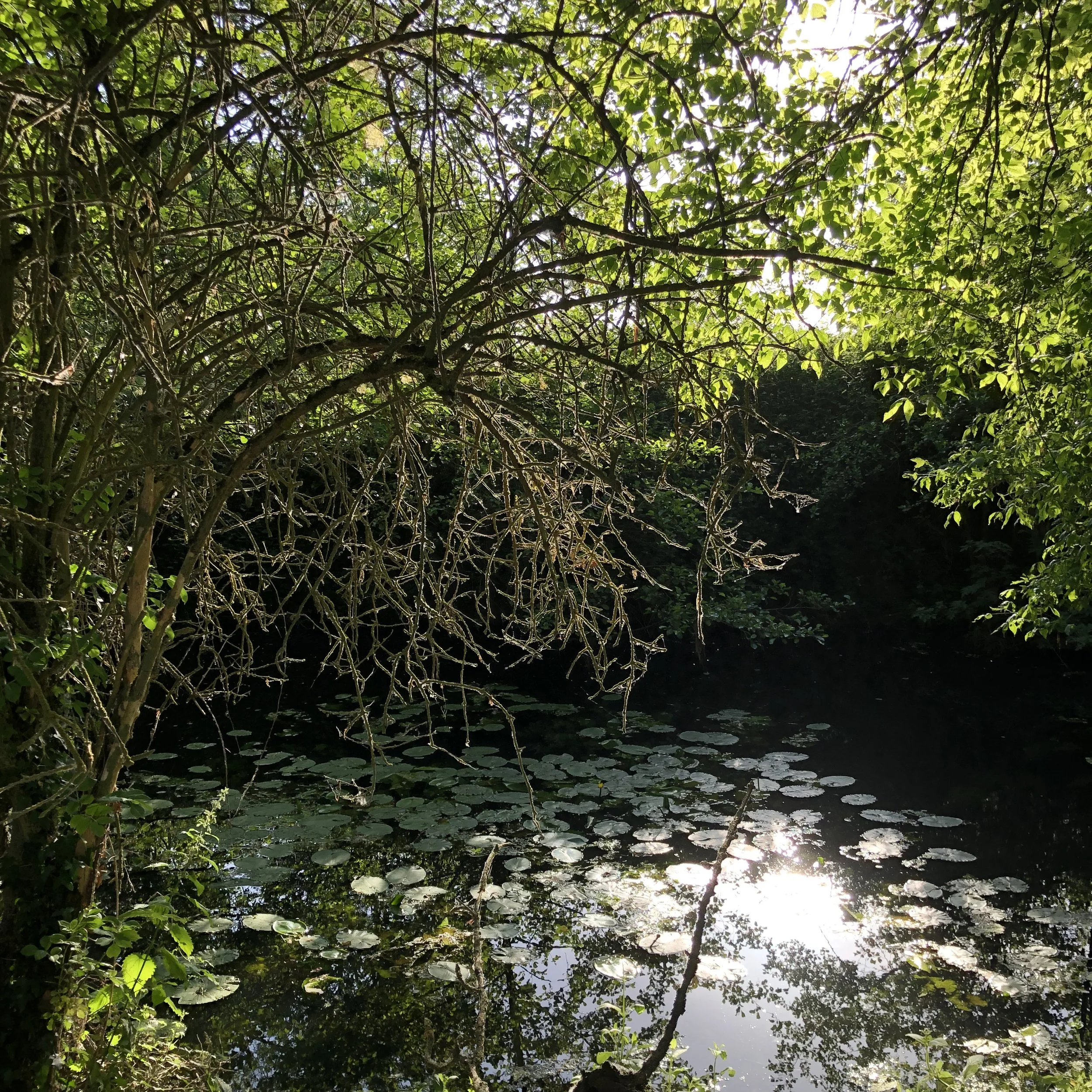 IMG_6946.jpeg
