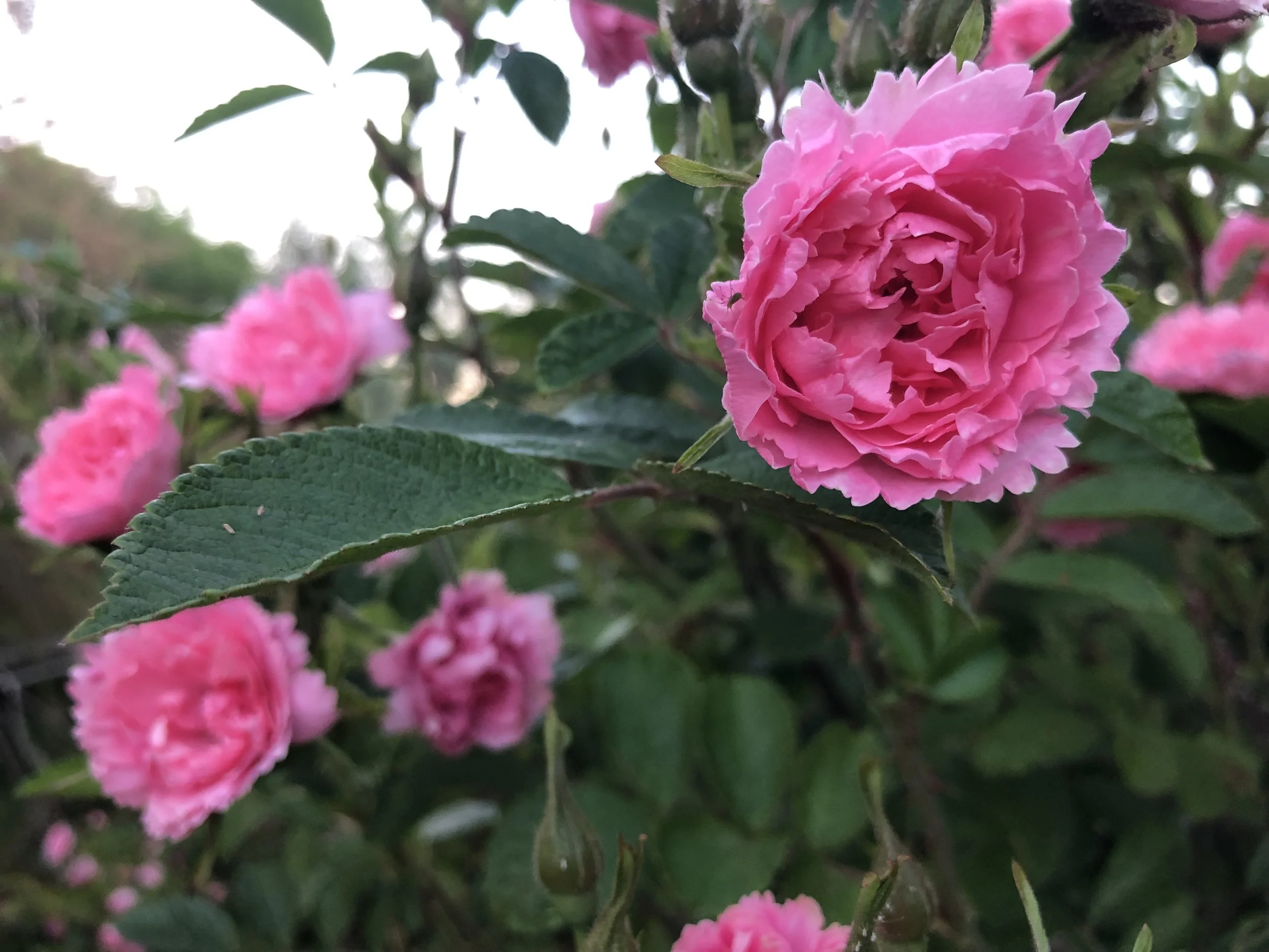 IMG_5271.jpeg