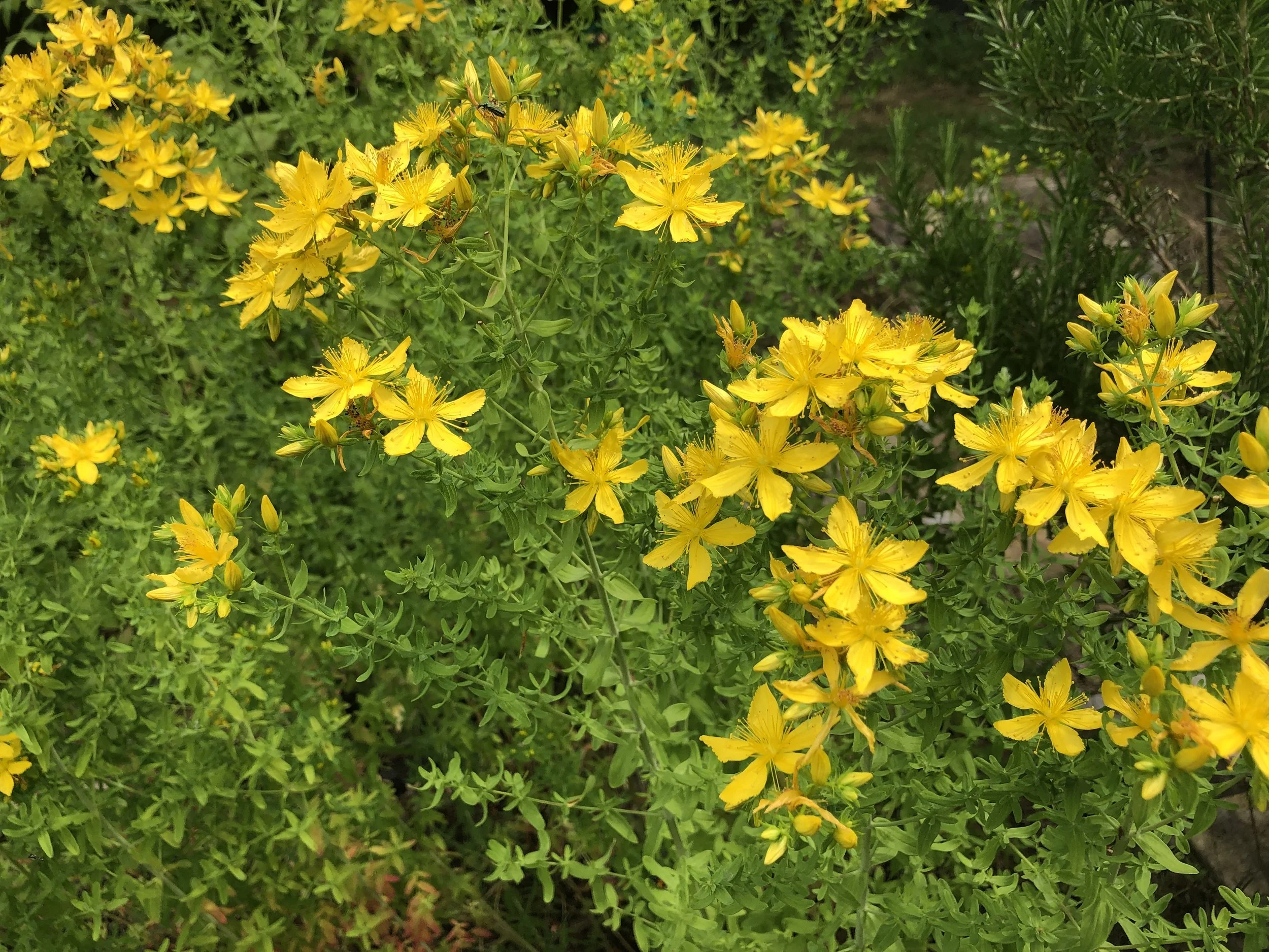 IMG_3419.jpeg