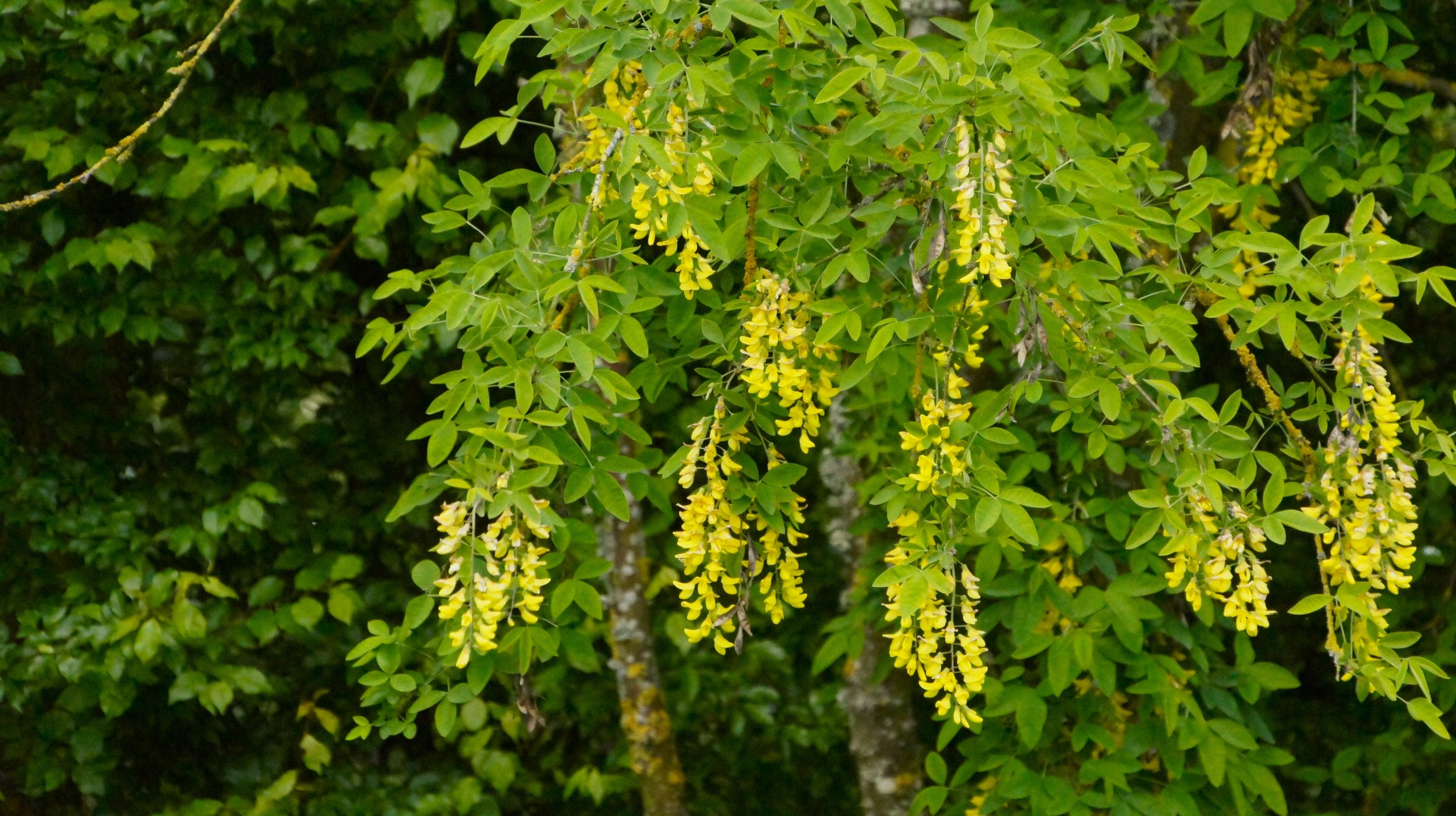 DSC06588.JPG