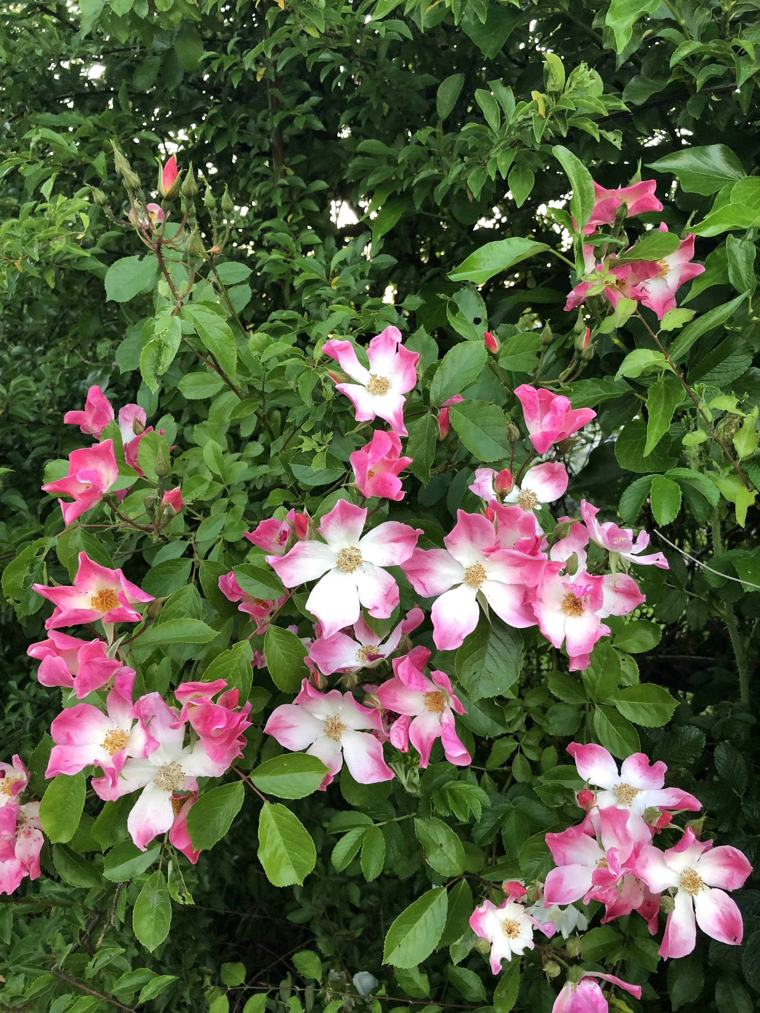 IMG_5273.jpeg