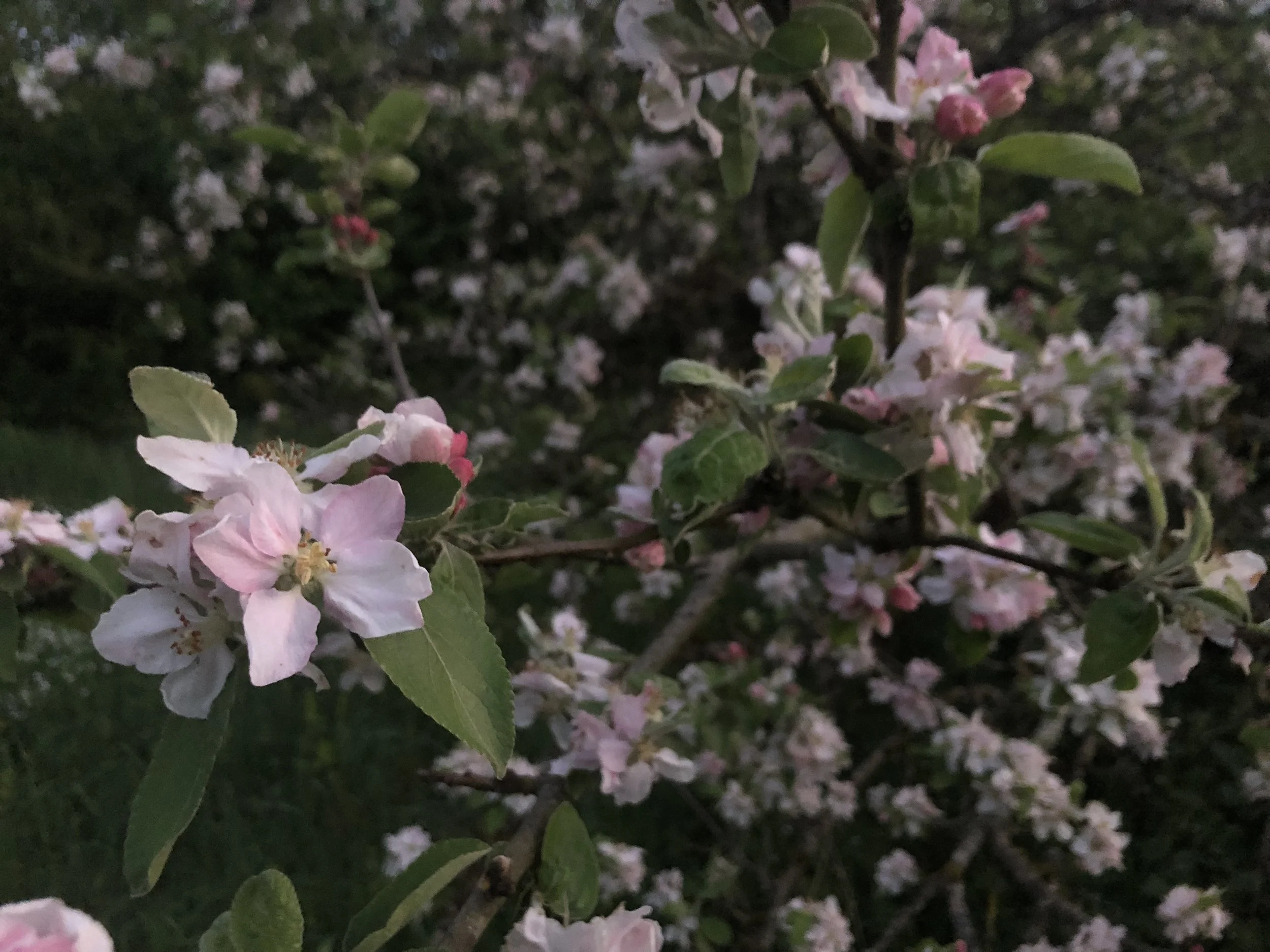 IMG_9953.jpeg