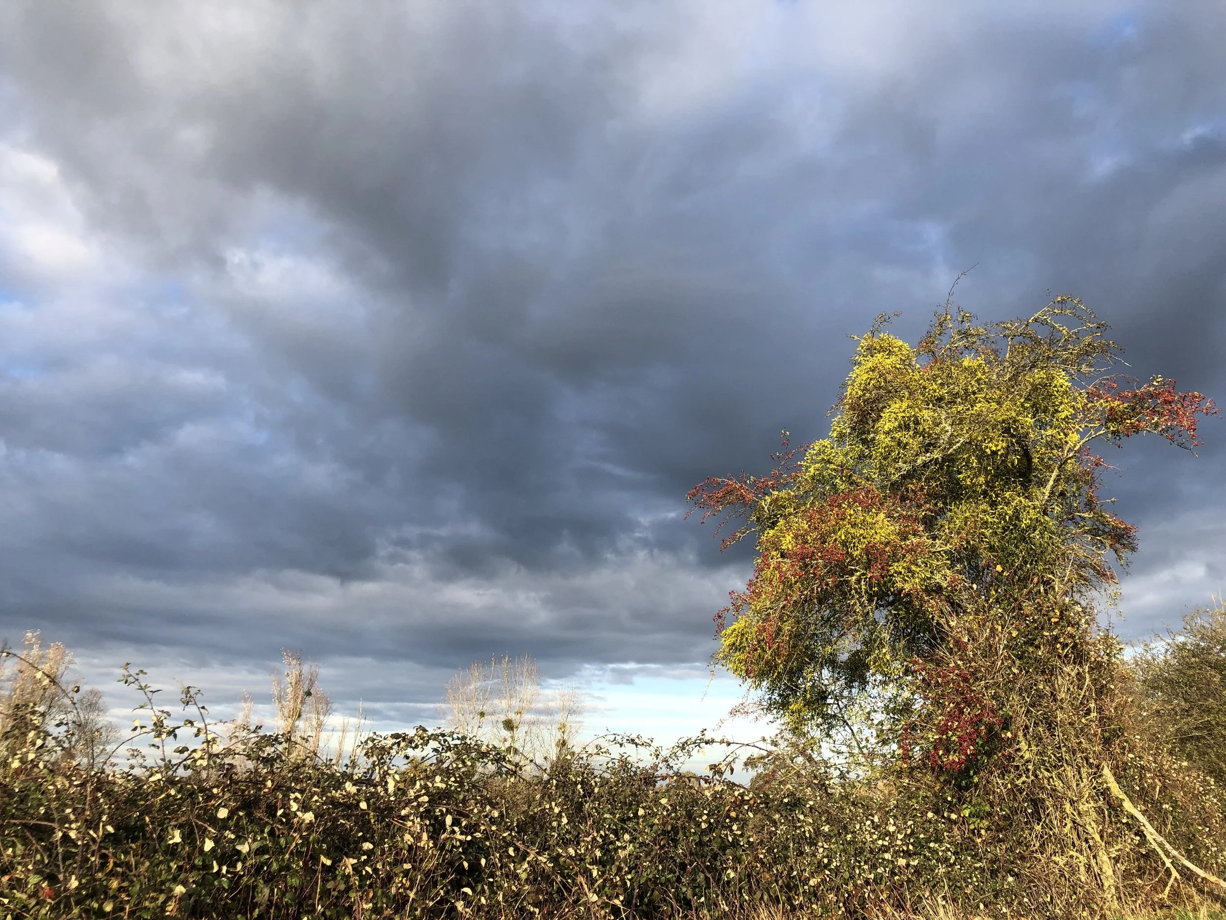 IMG_0332.jpeg