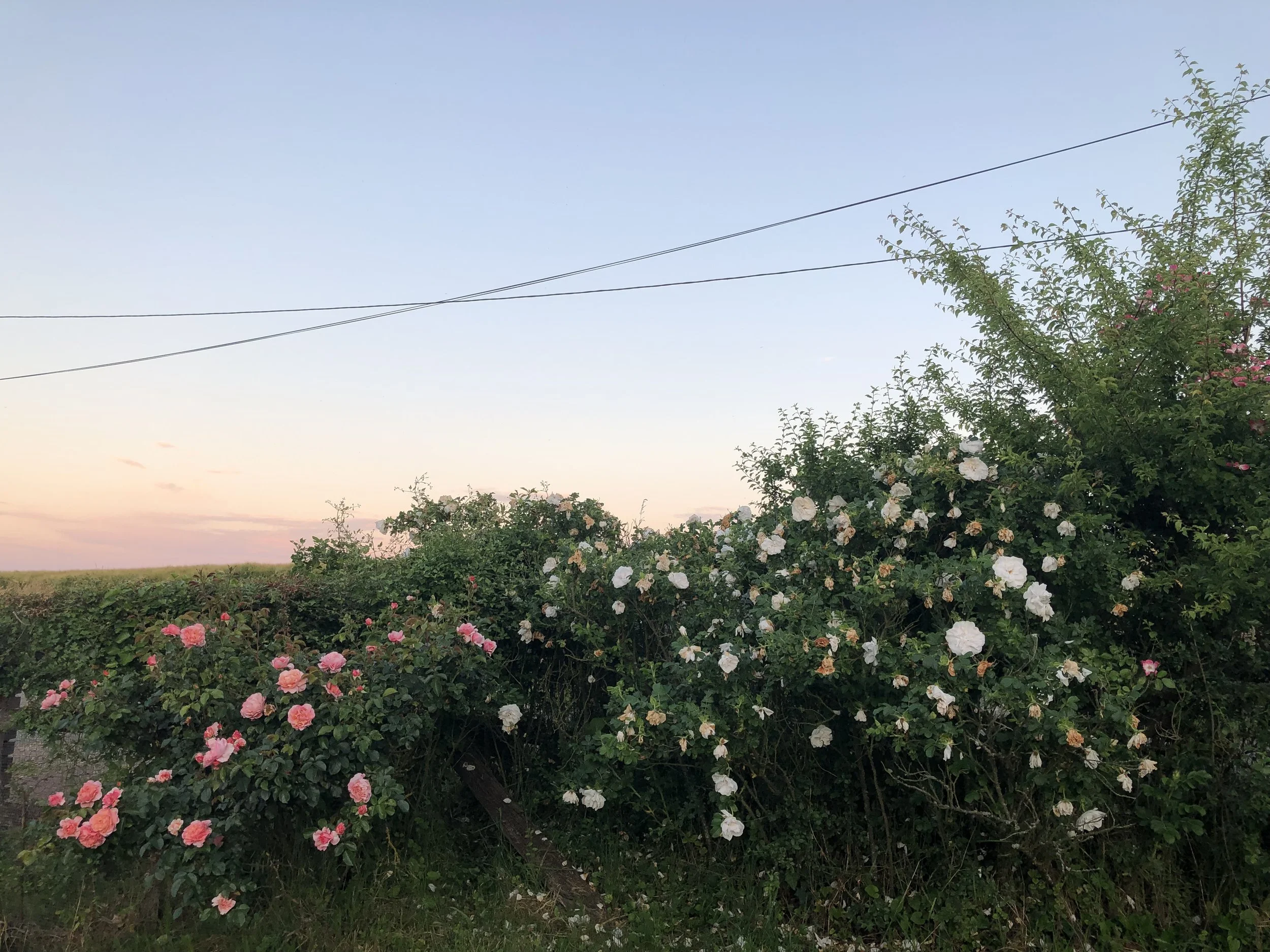 IMG_5264.jpeg