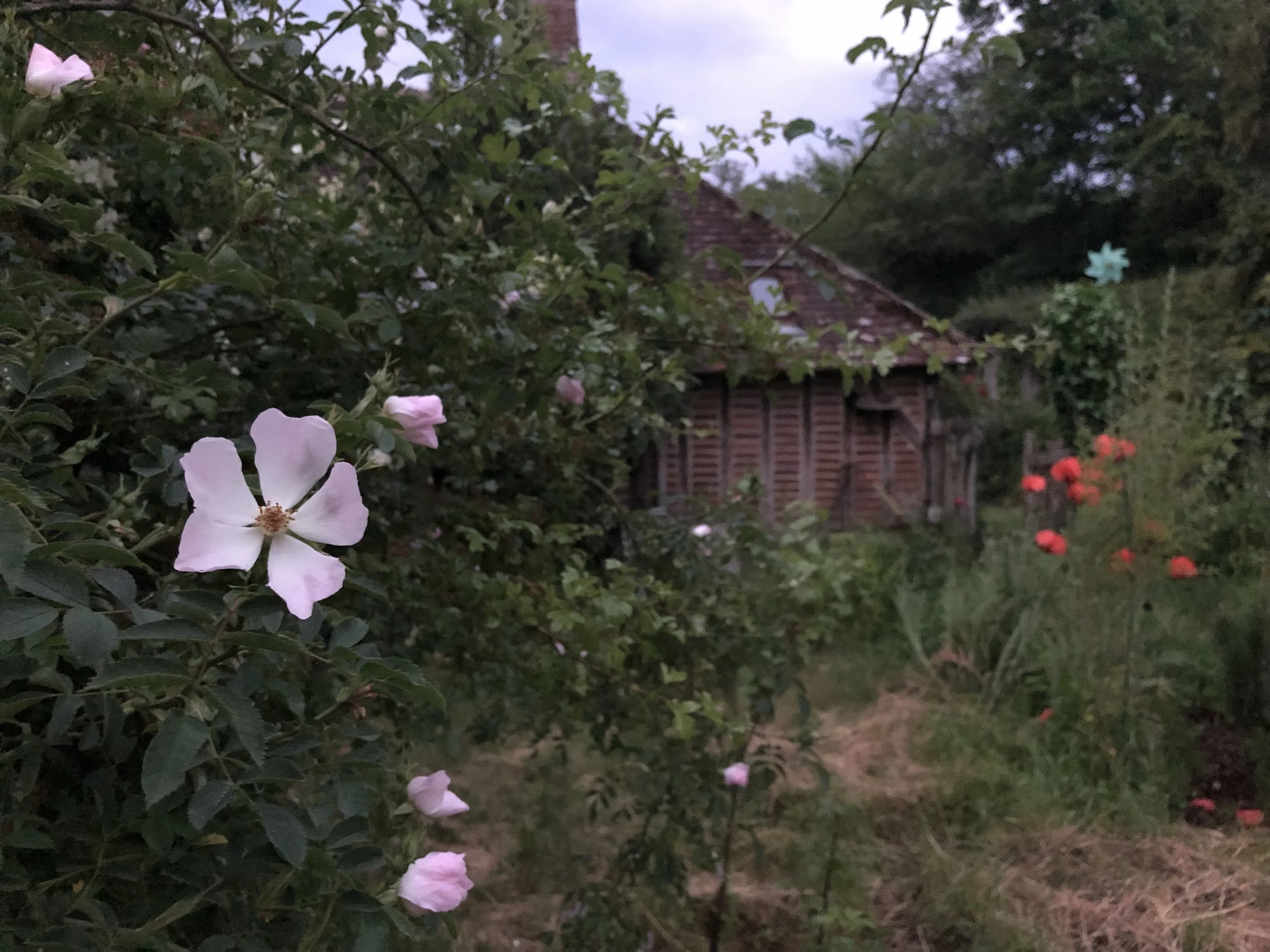 IMG_5006.jpeg