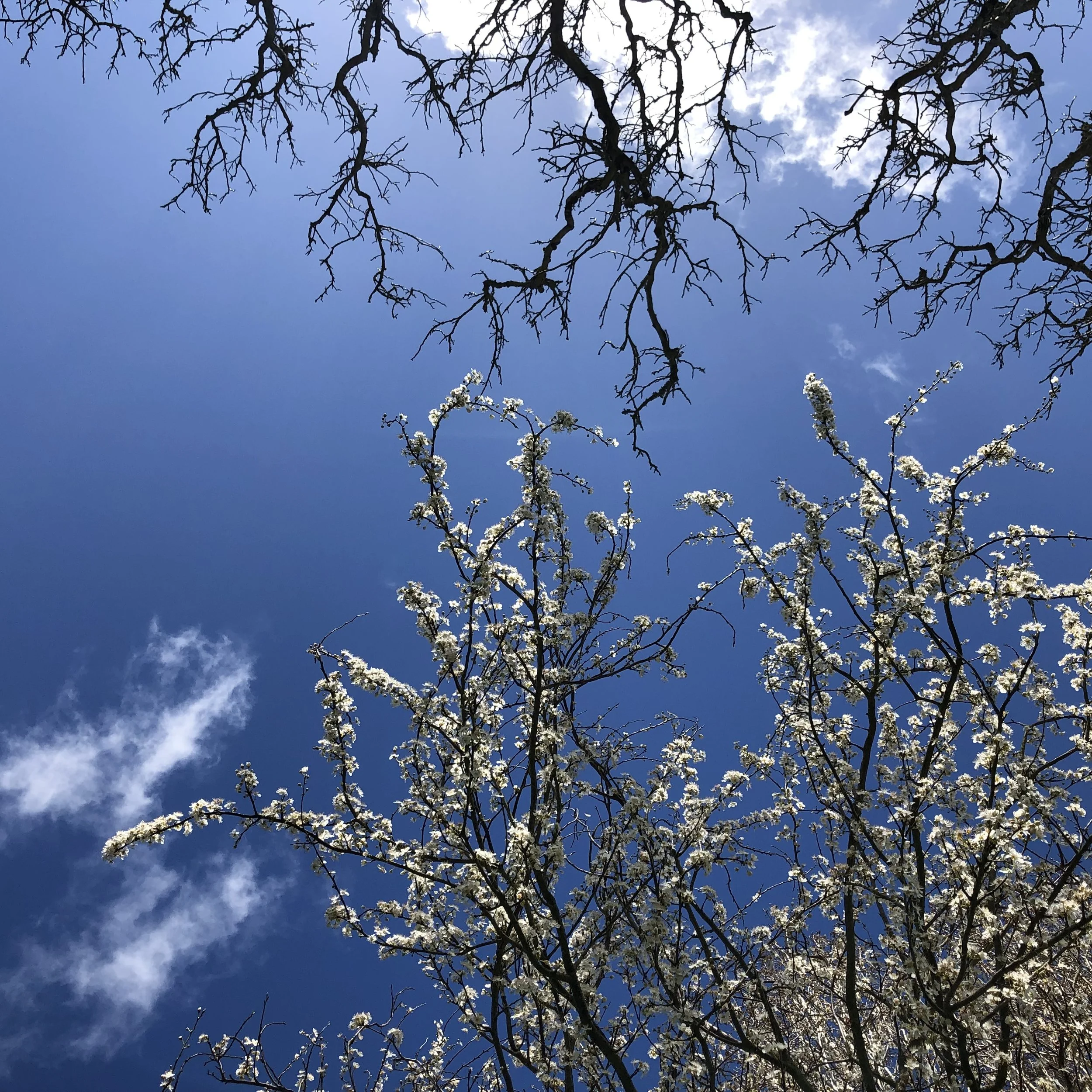 IMG_3407.jpeg
