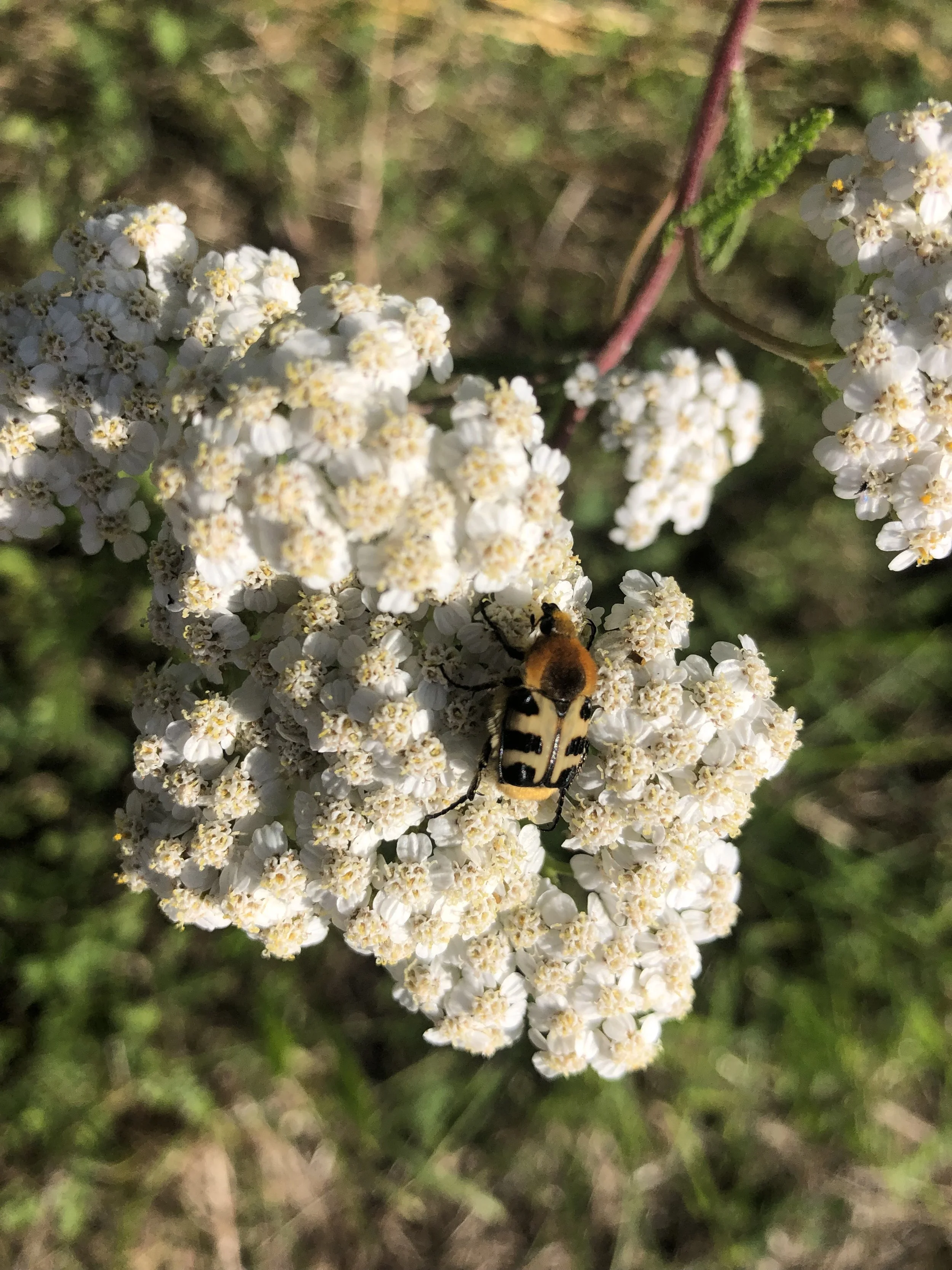 IMG_3590.jpeg