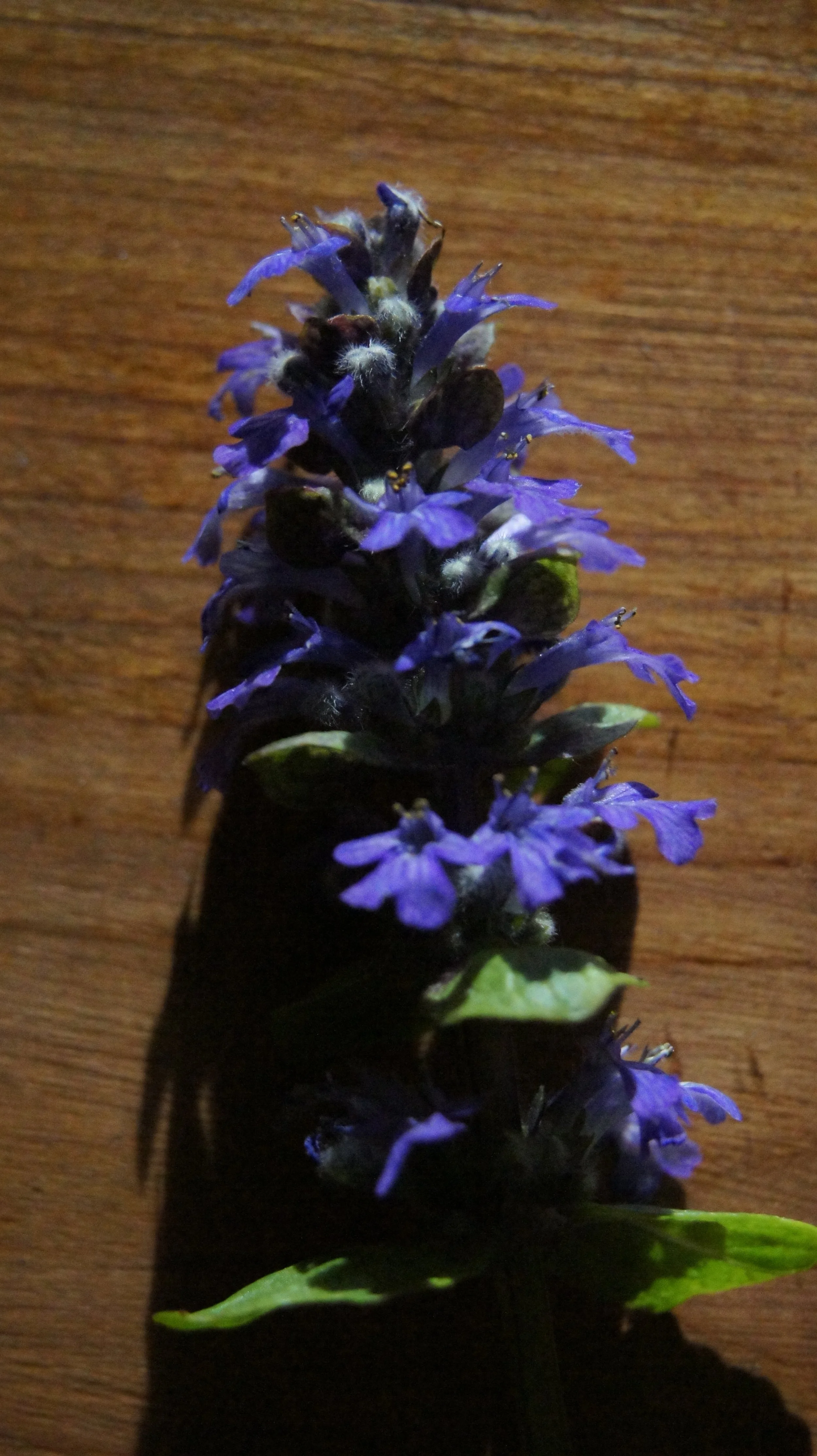 DSC06480.JPG