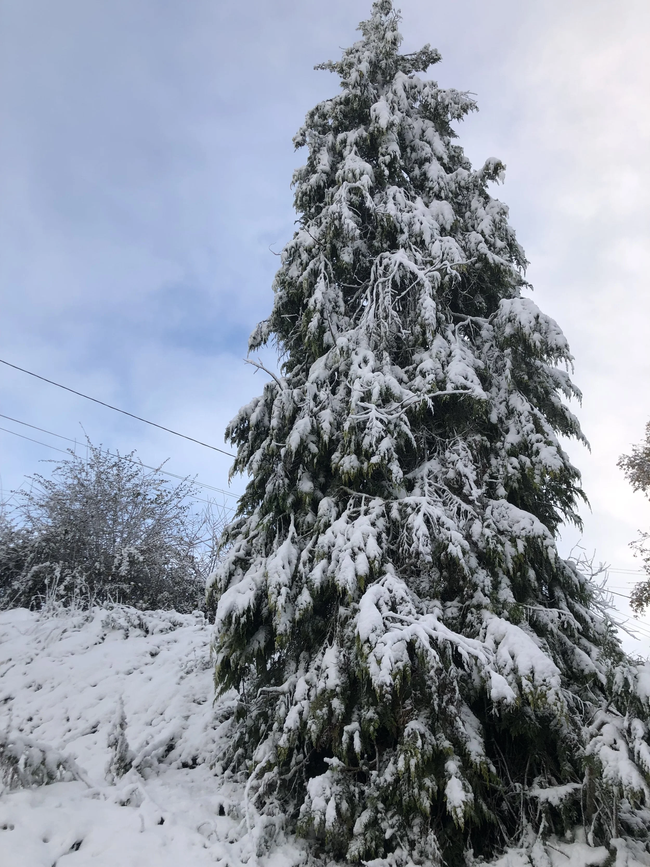 IMG_7024.jpeg