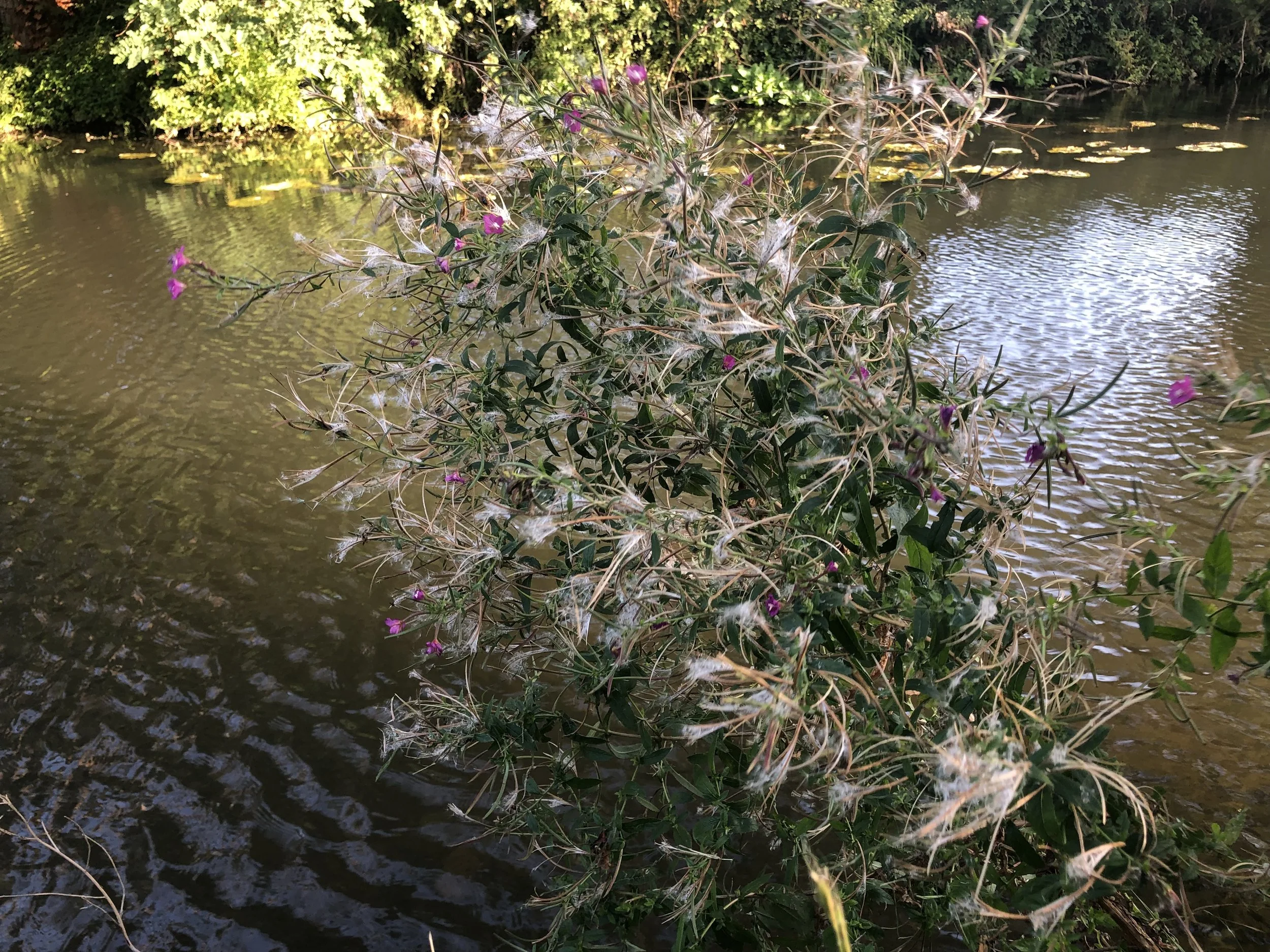 IMG_5632.jpeg
