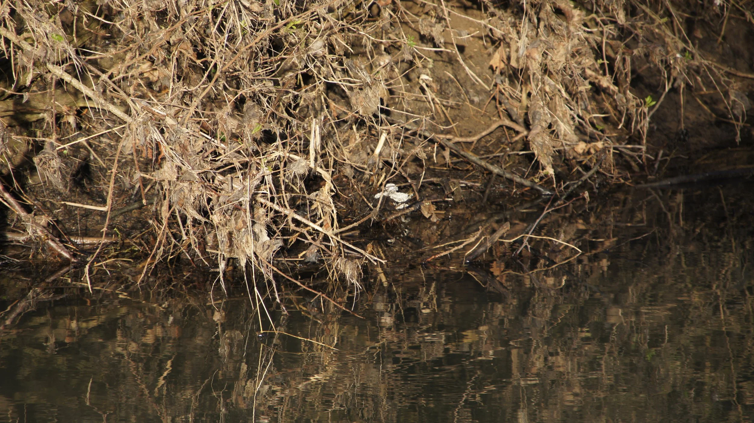 DSC05625.JPG