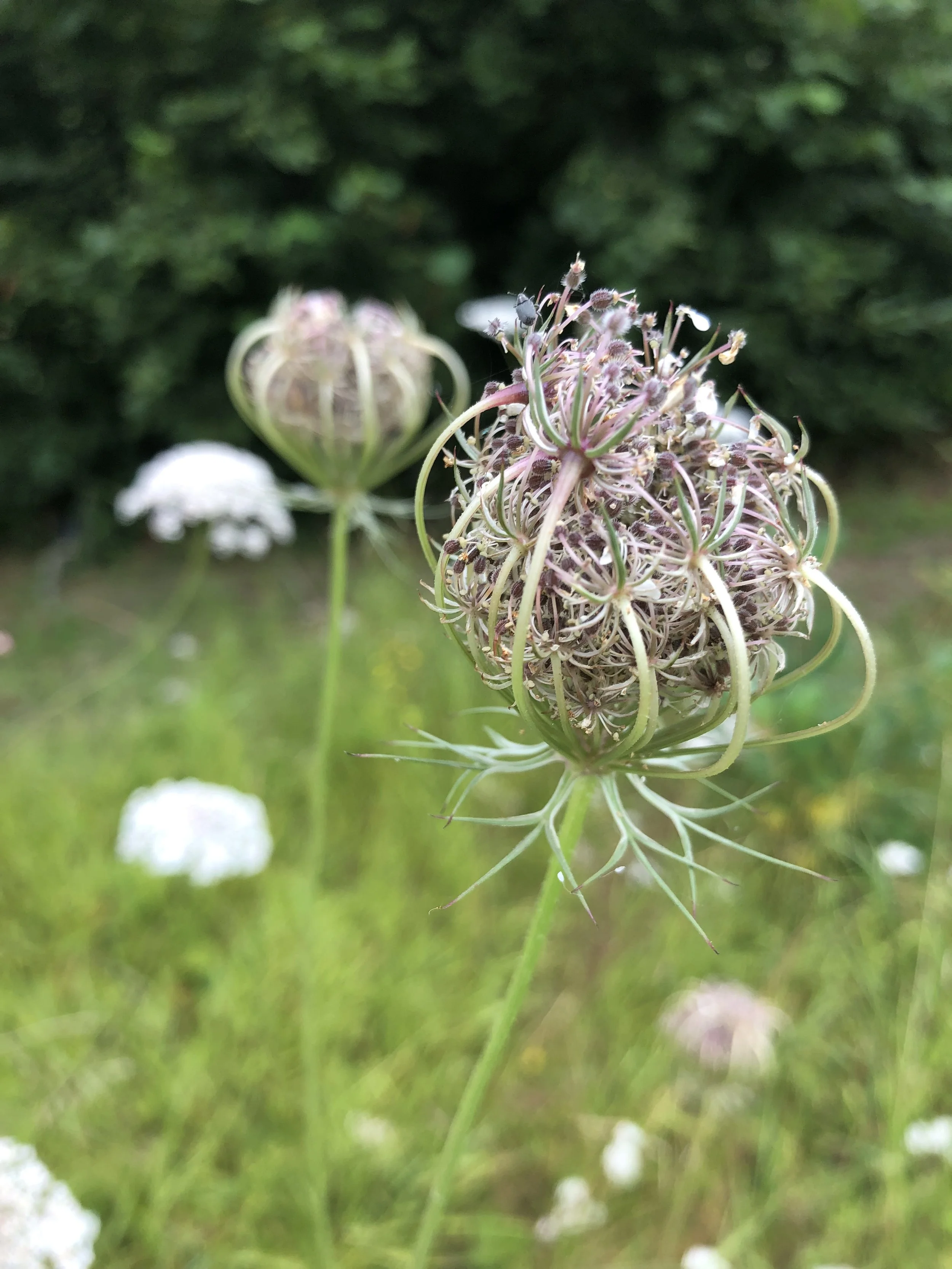 IMG_7312.jpeg