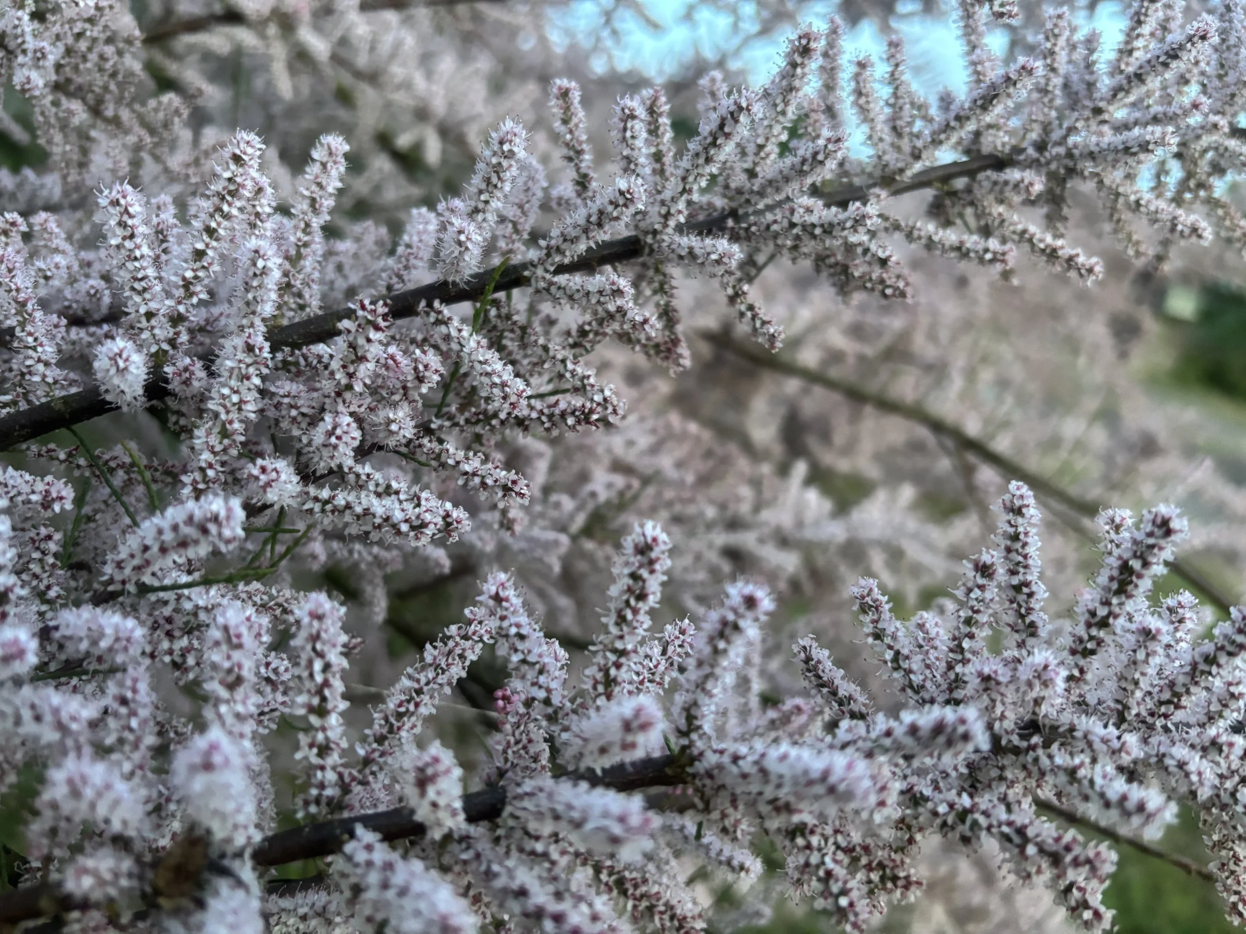 IMG_9408.jpeg