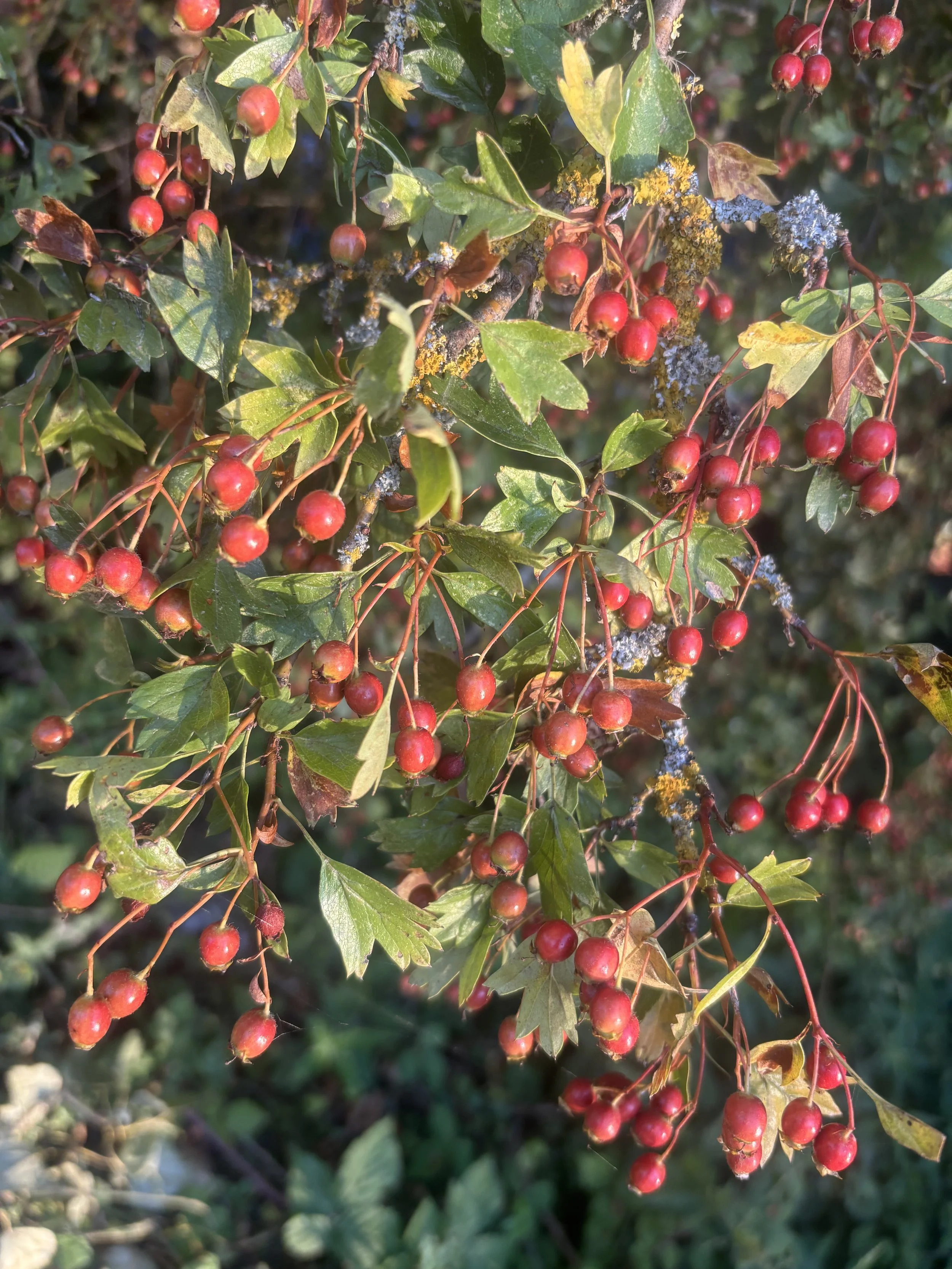 IMG_7942.jpeg