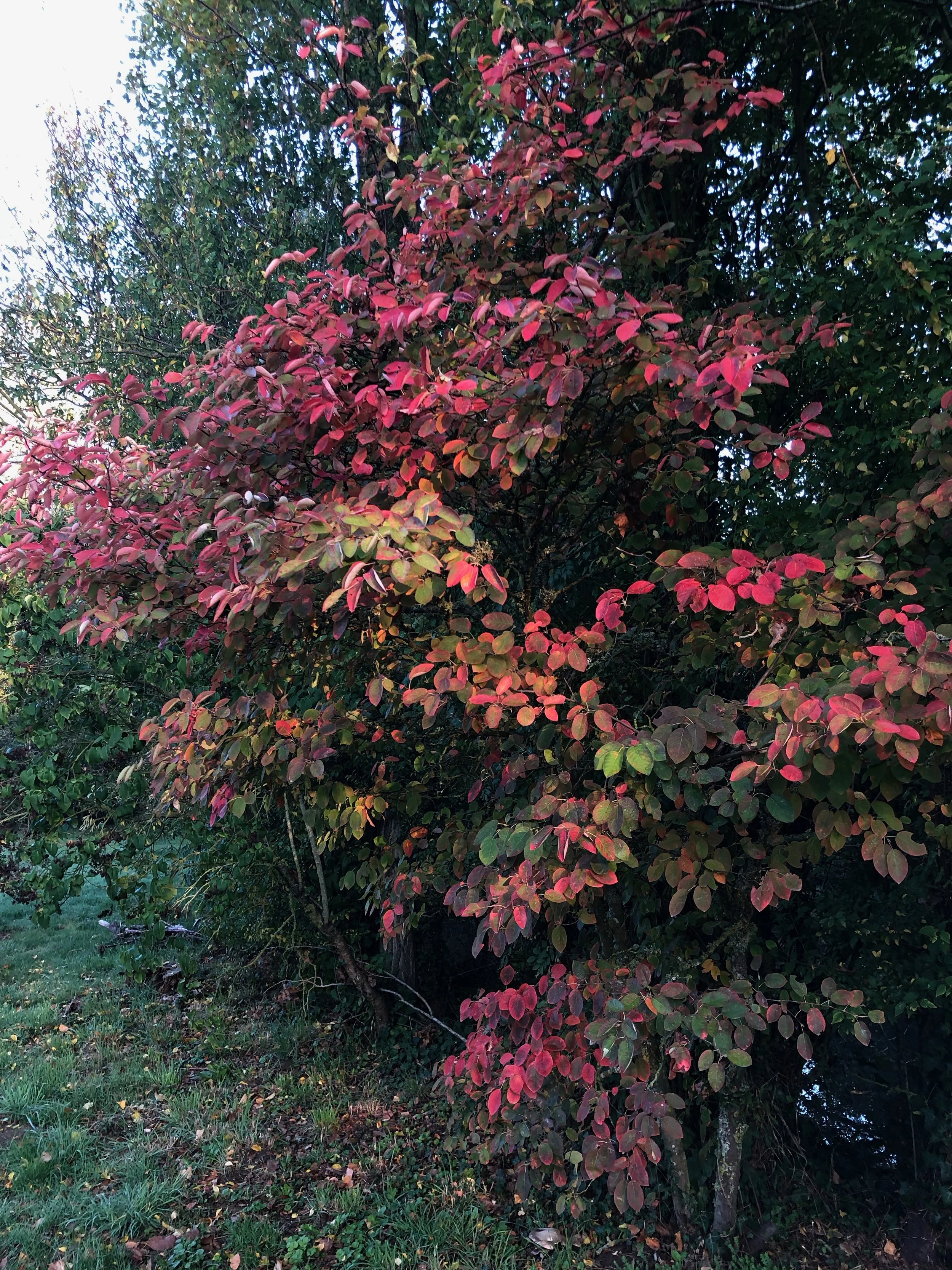 IMG_9656.jpeg